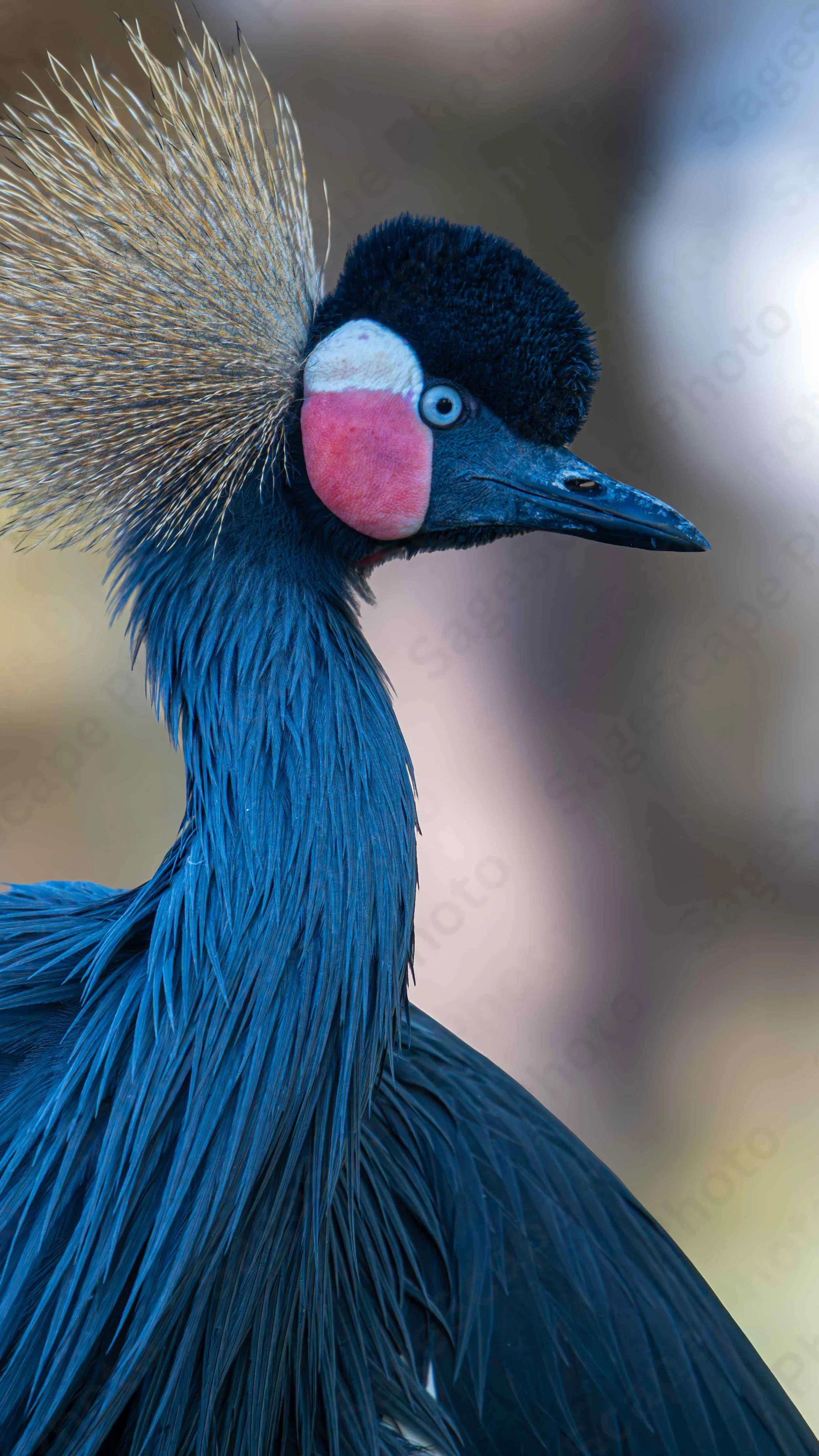 Crowned Crane