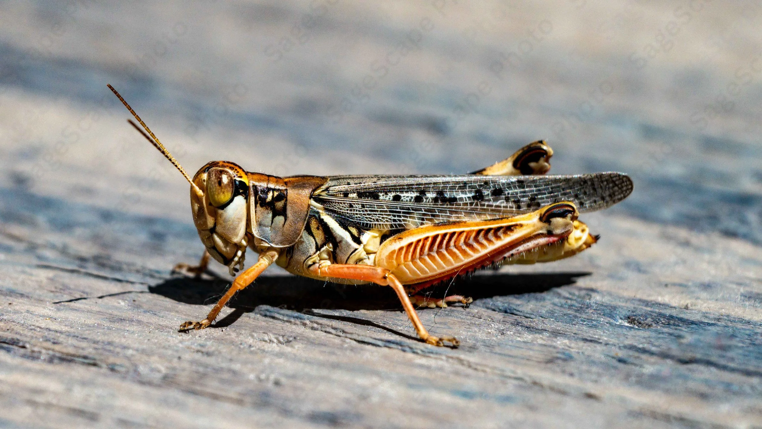 Melanoplus Grasshopper