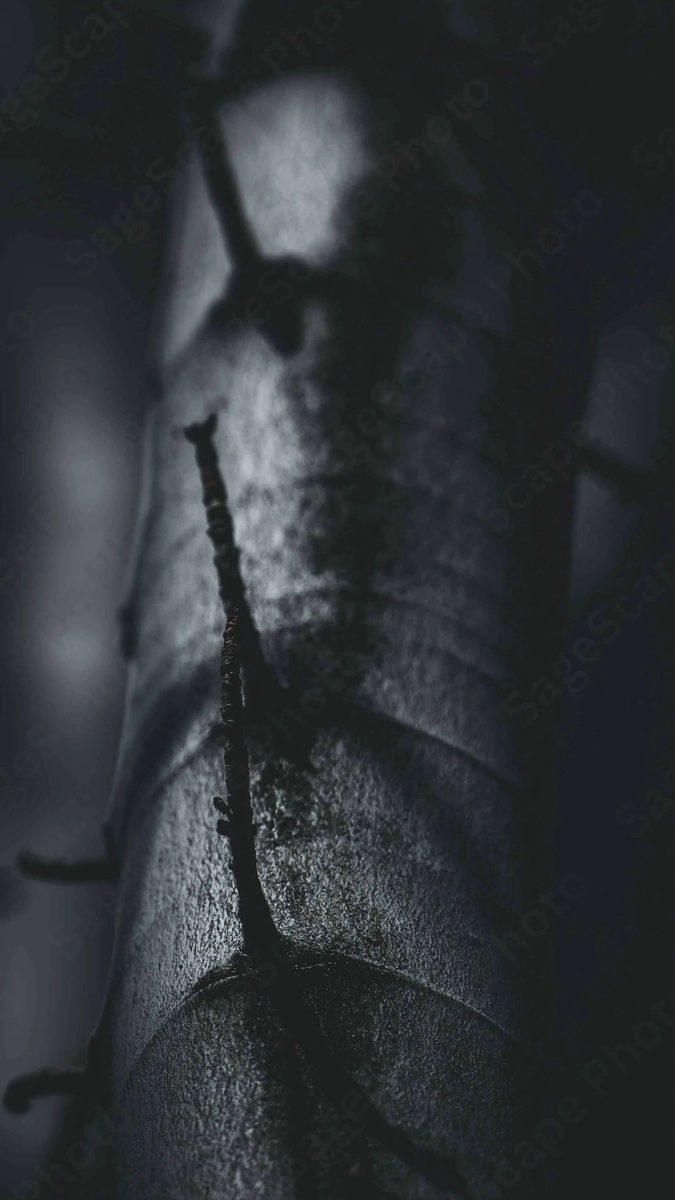 Dormant Twiglets