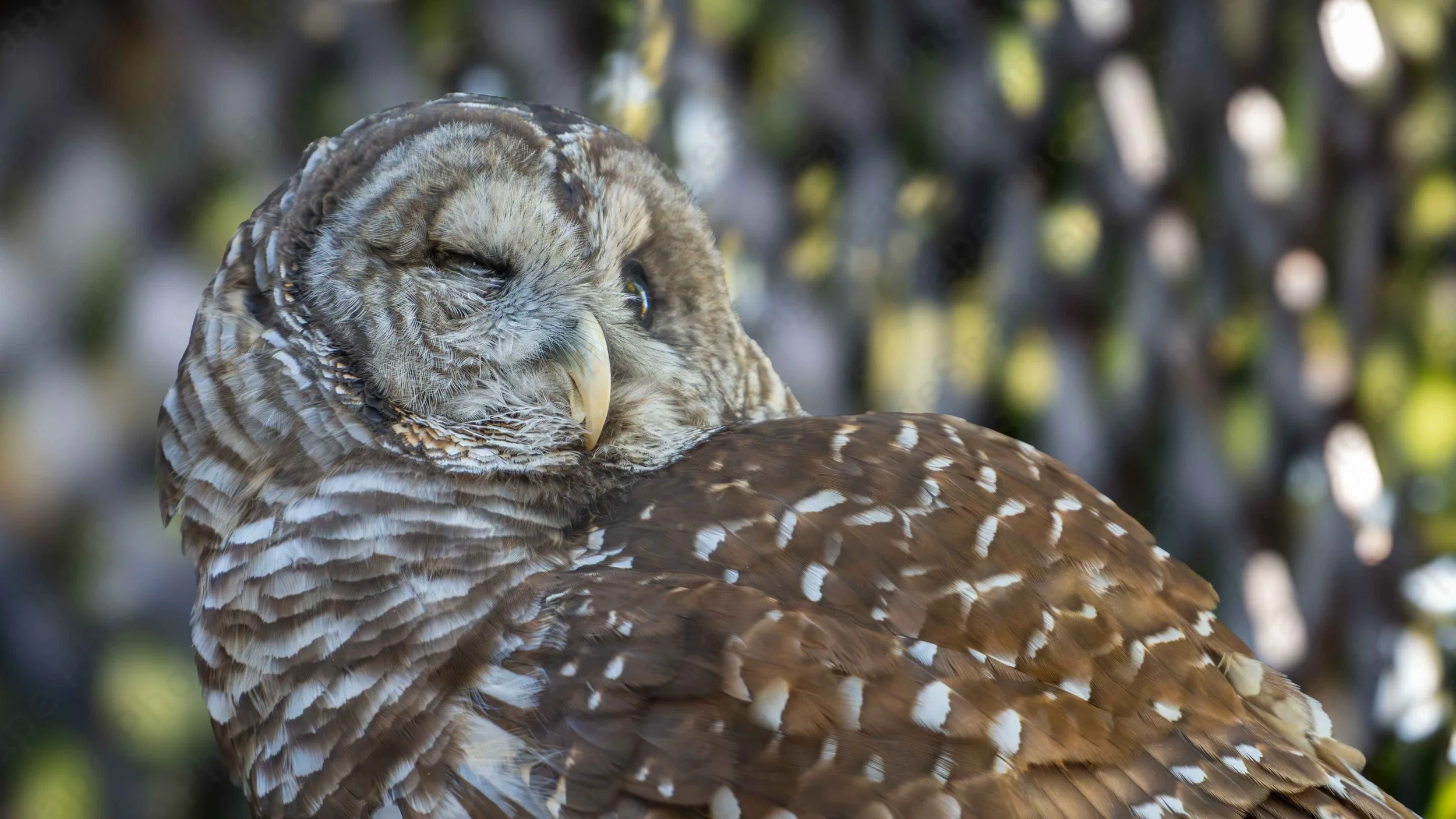 Barred Owl