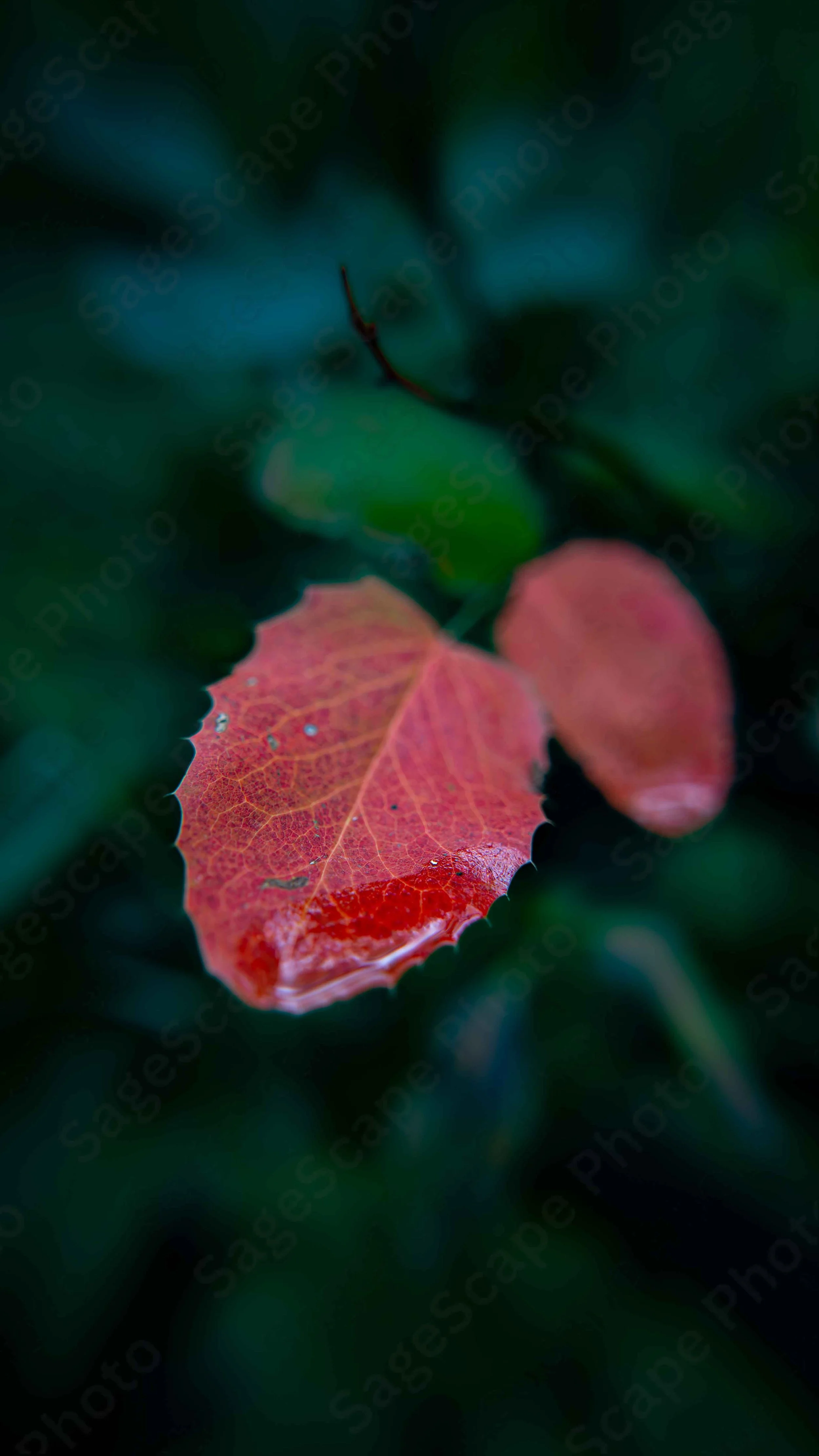 Droplet