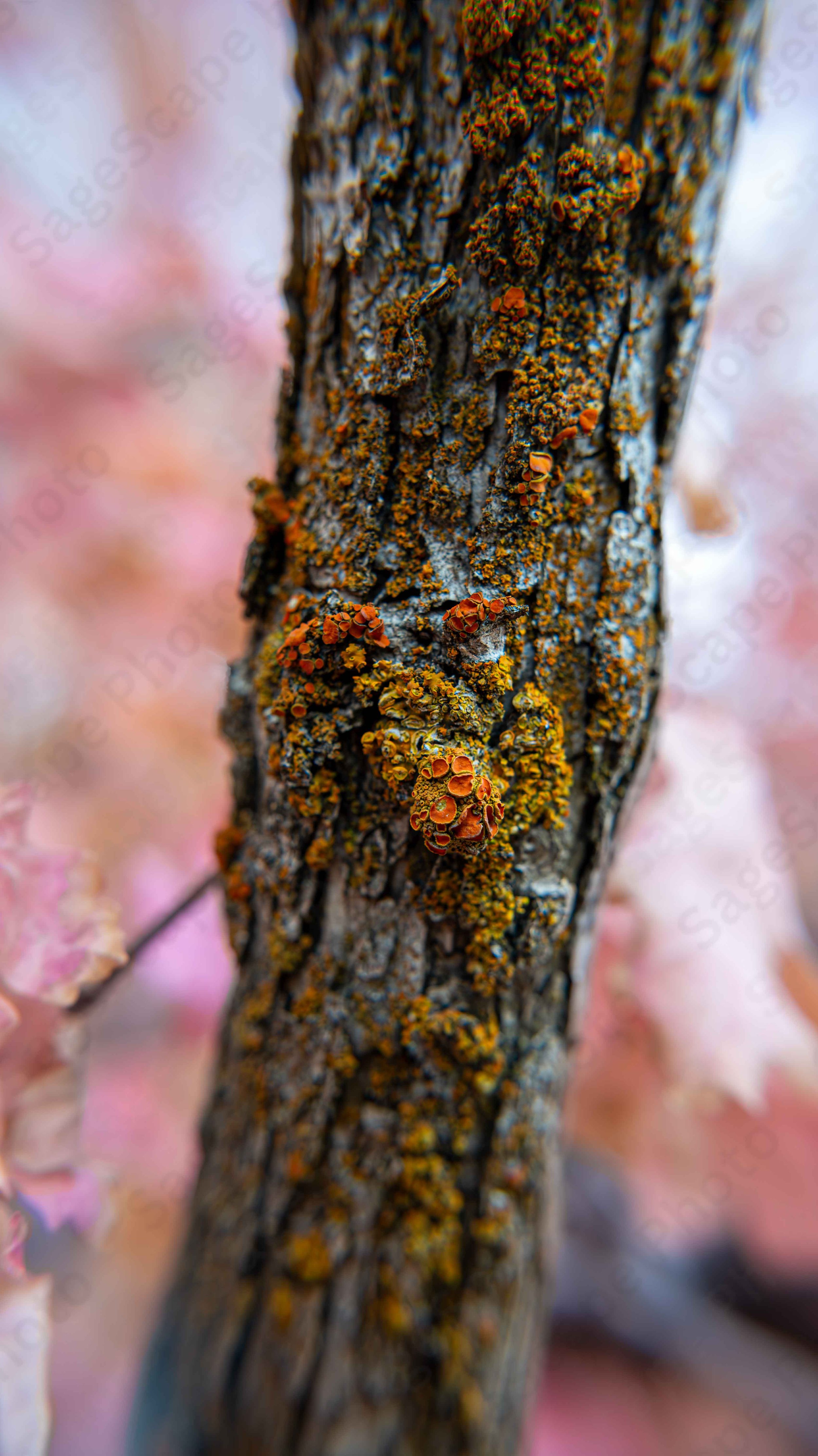 Friendly Fungus