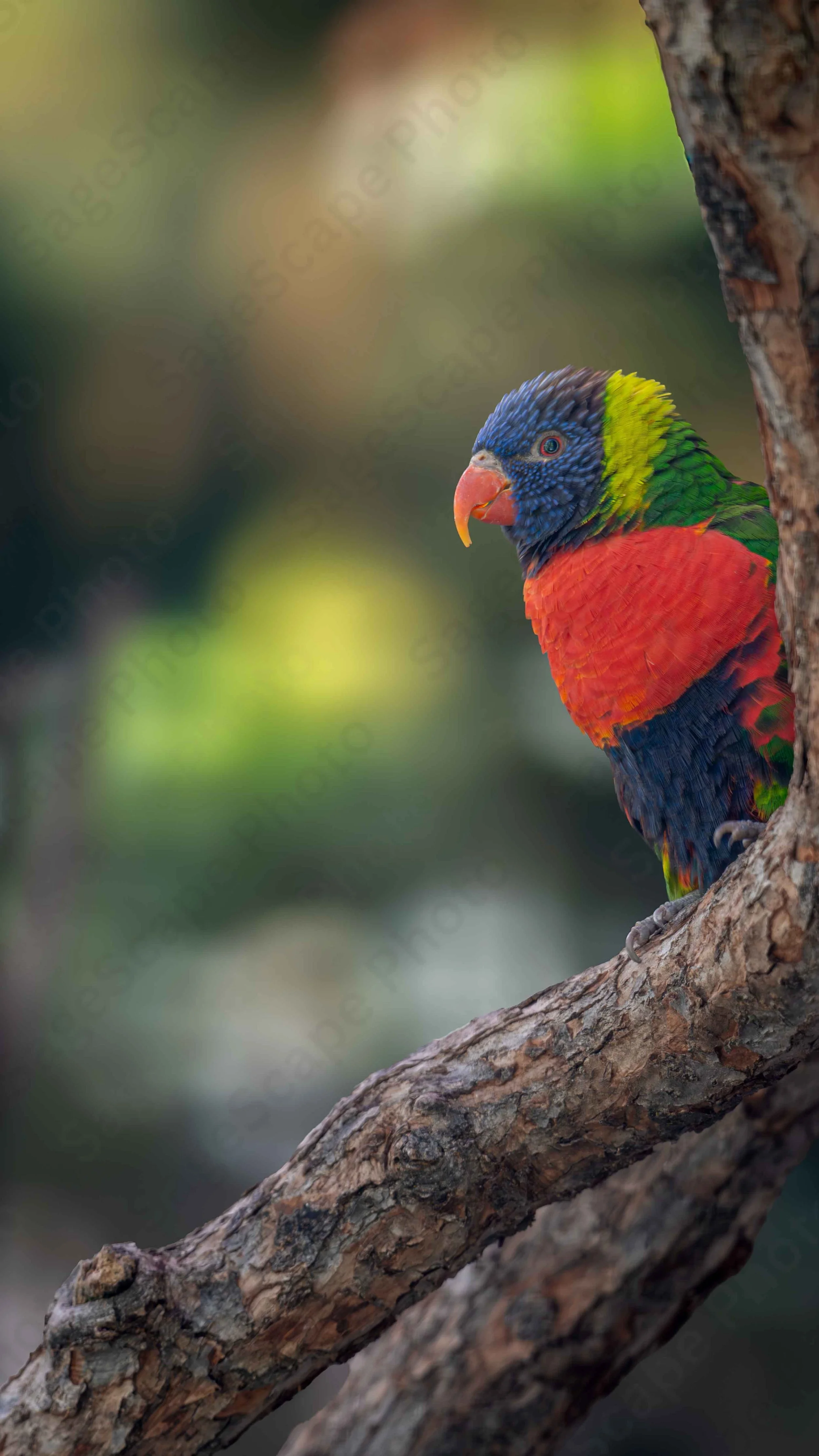 Lorikeet