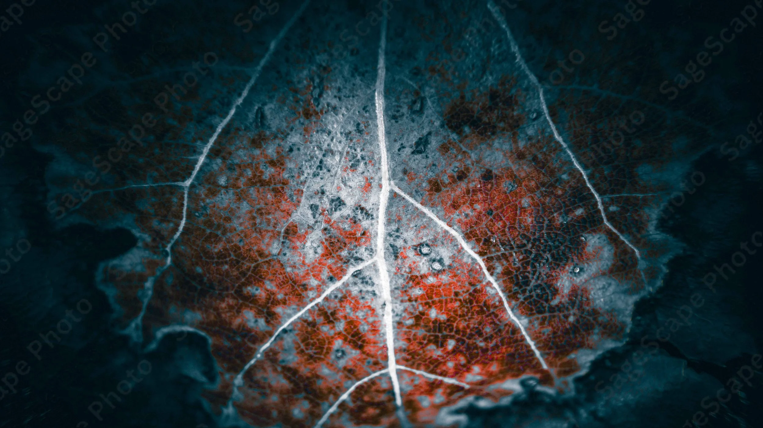 Icy Veins