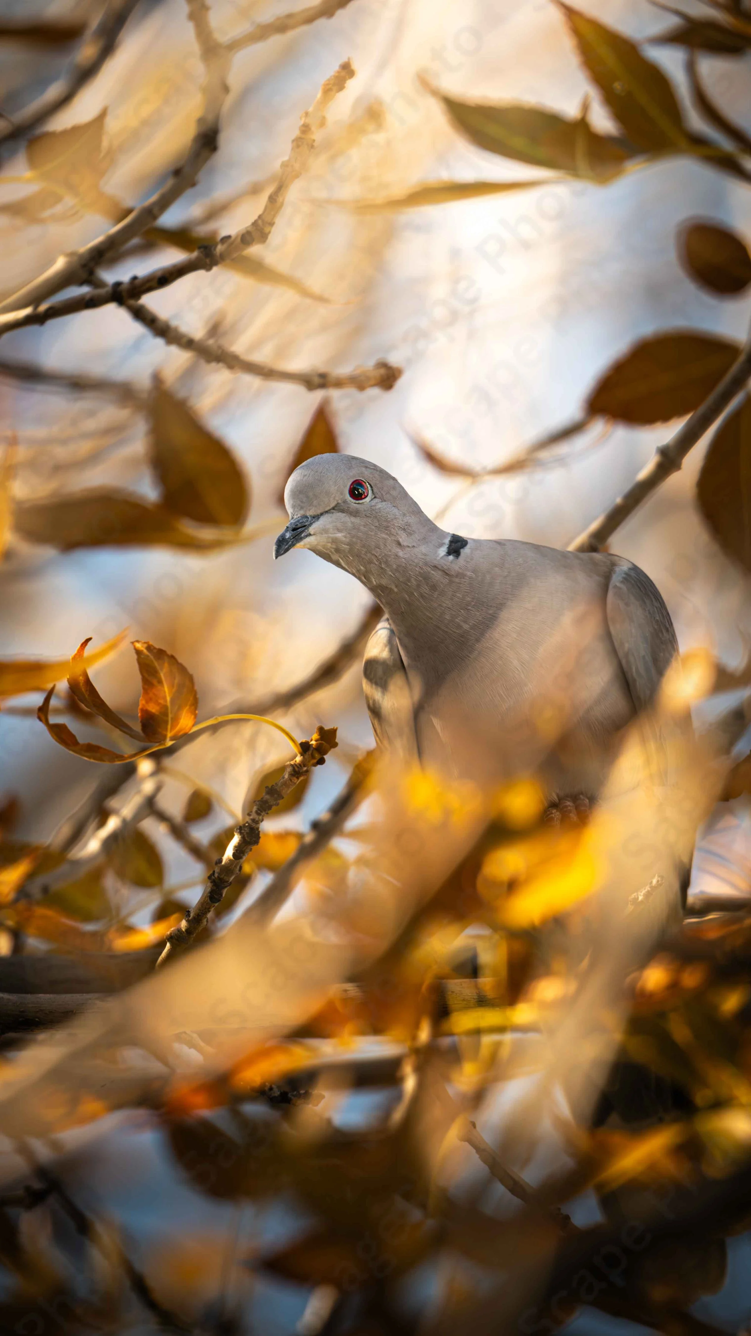 Autumn Peek-A-Boo