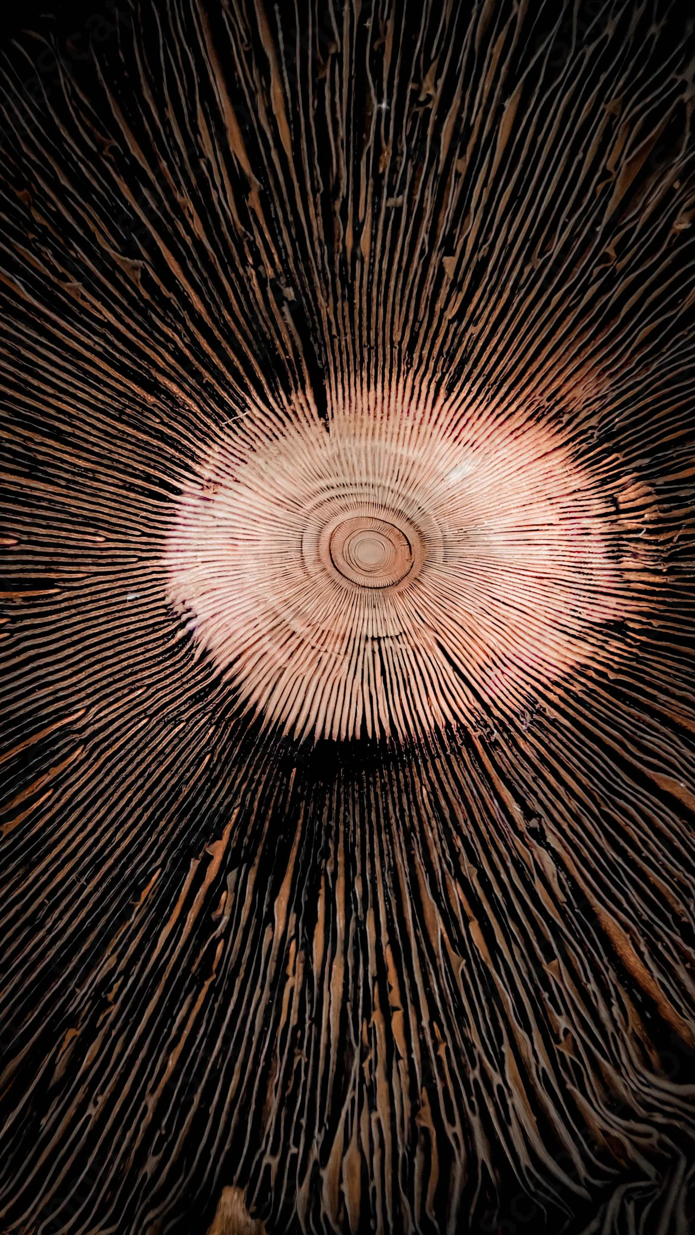 Subtle Spores