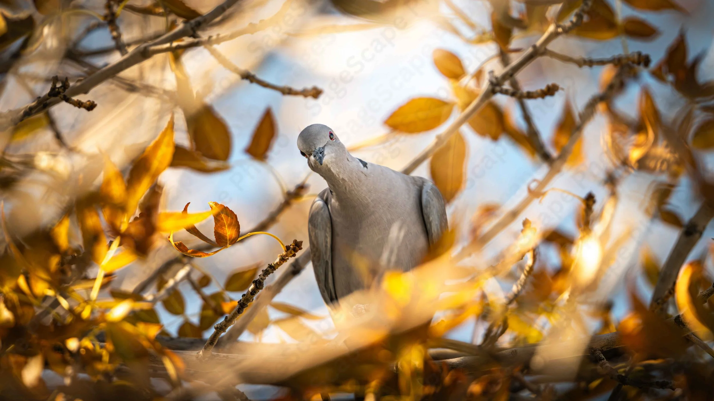 Autumn Peeks
