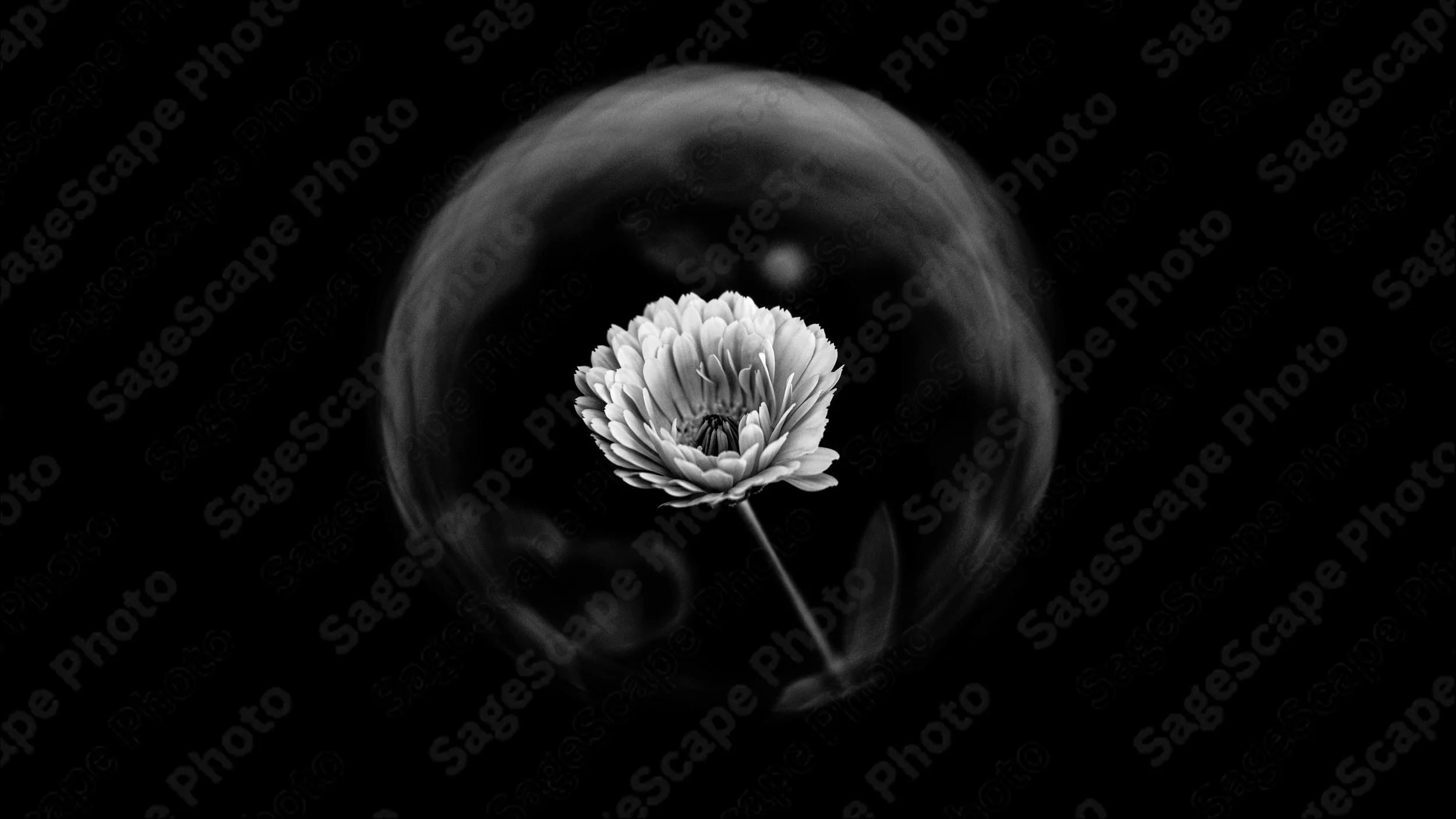 SAGESCAPE PHOTO FLOWER PHOTOGRAPHY (1).jpg