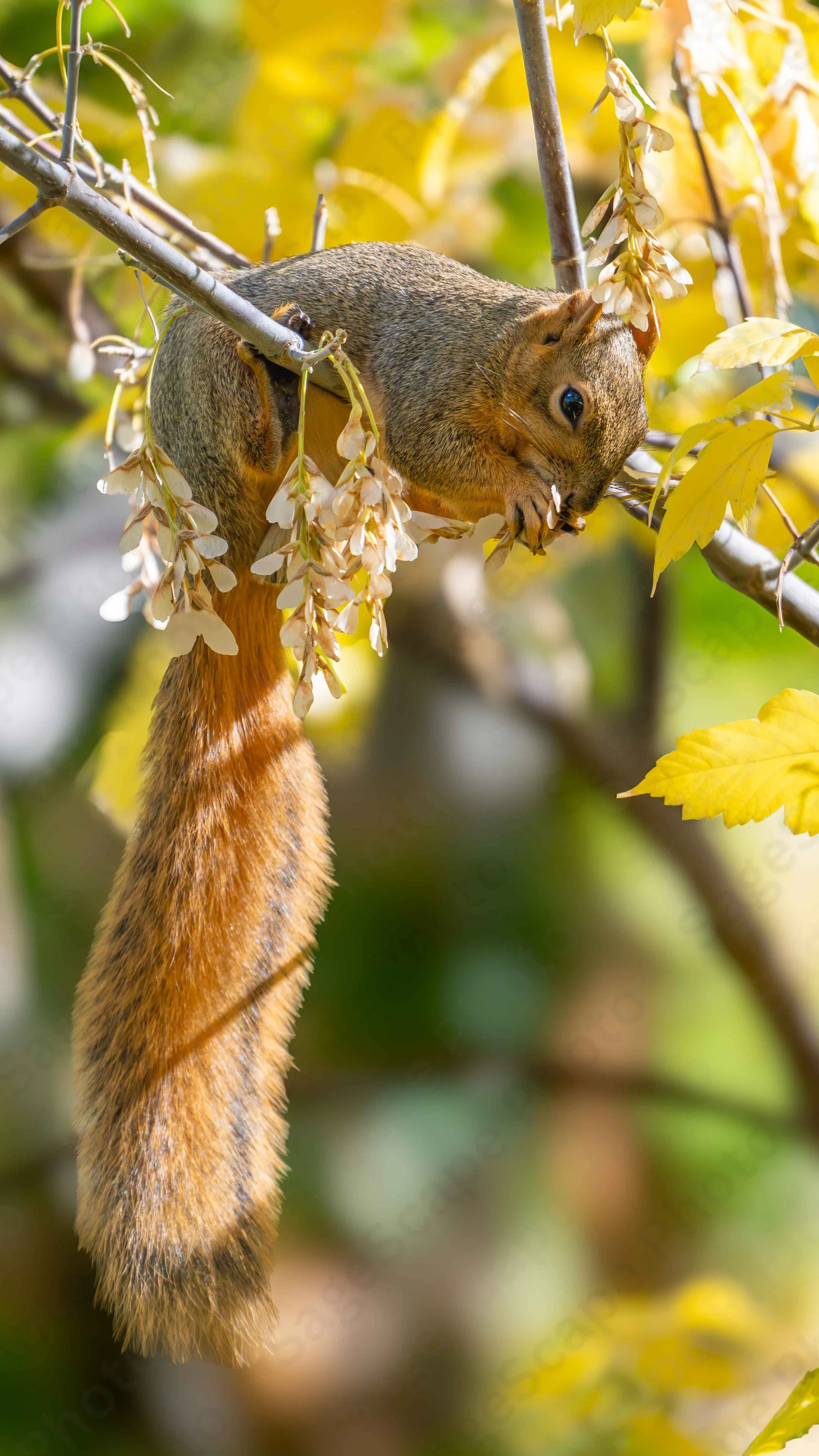 Treetop Feast