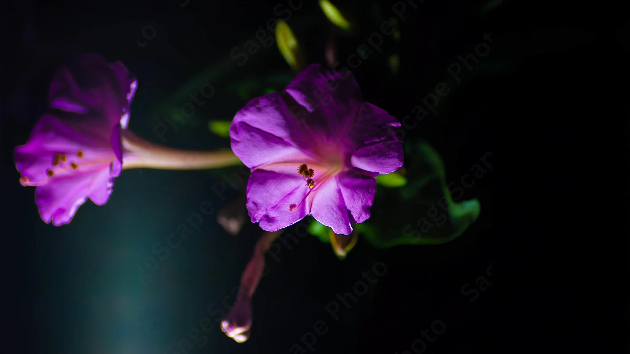 Marvel-of-Peru (Pink)