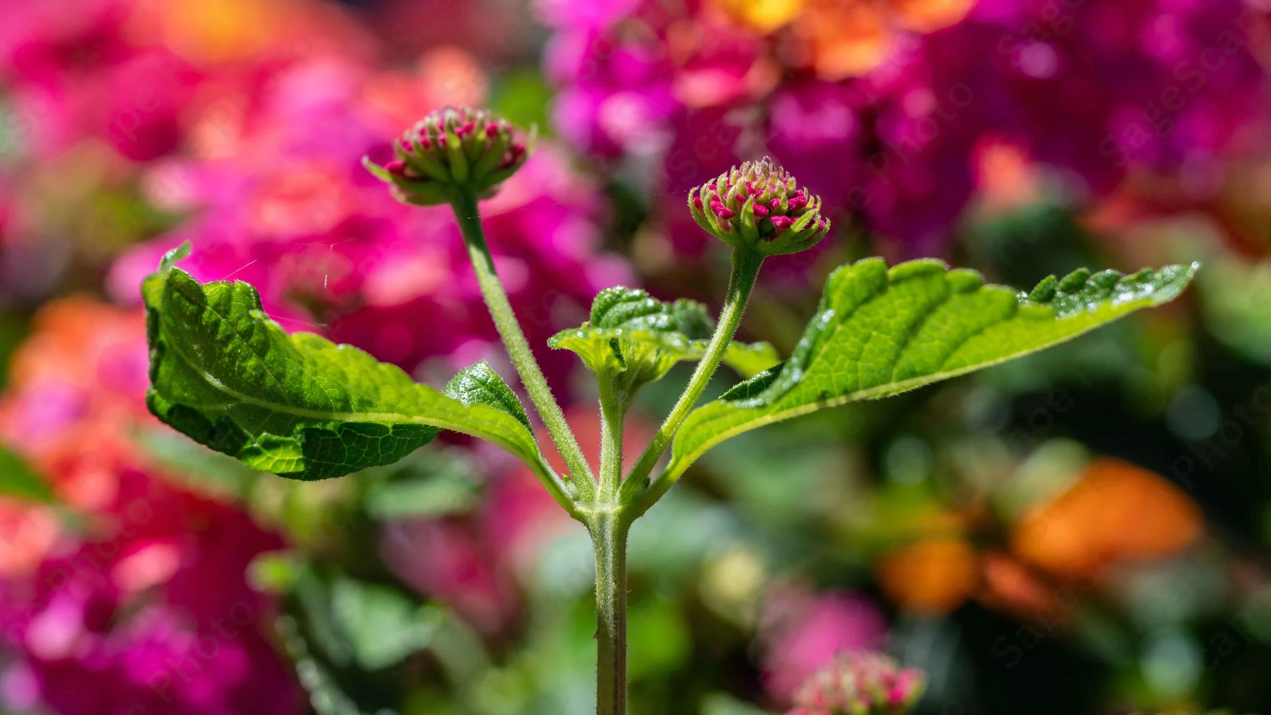 Lantana Blossom Buds