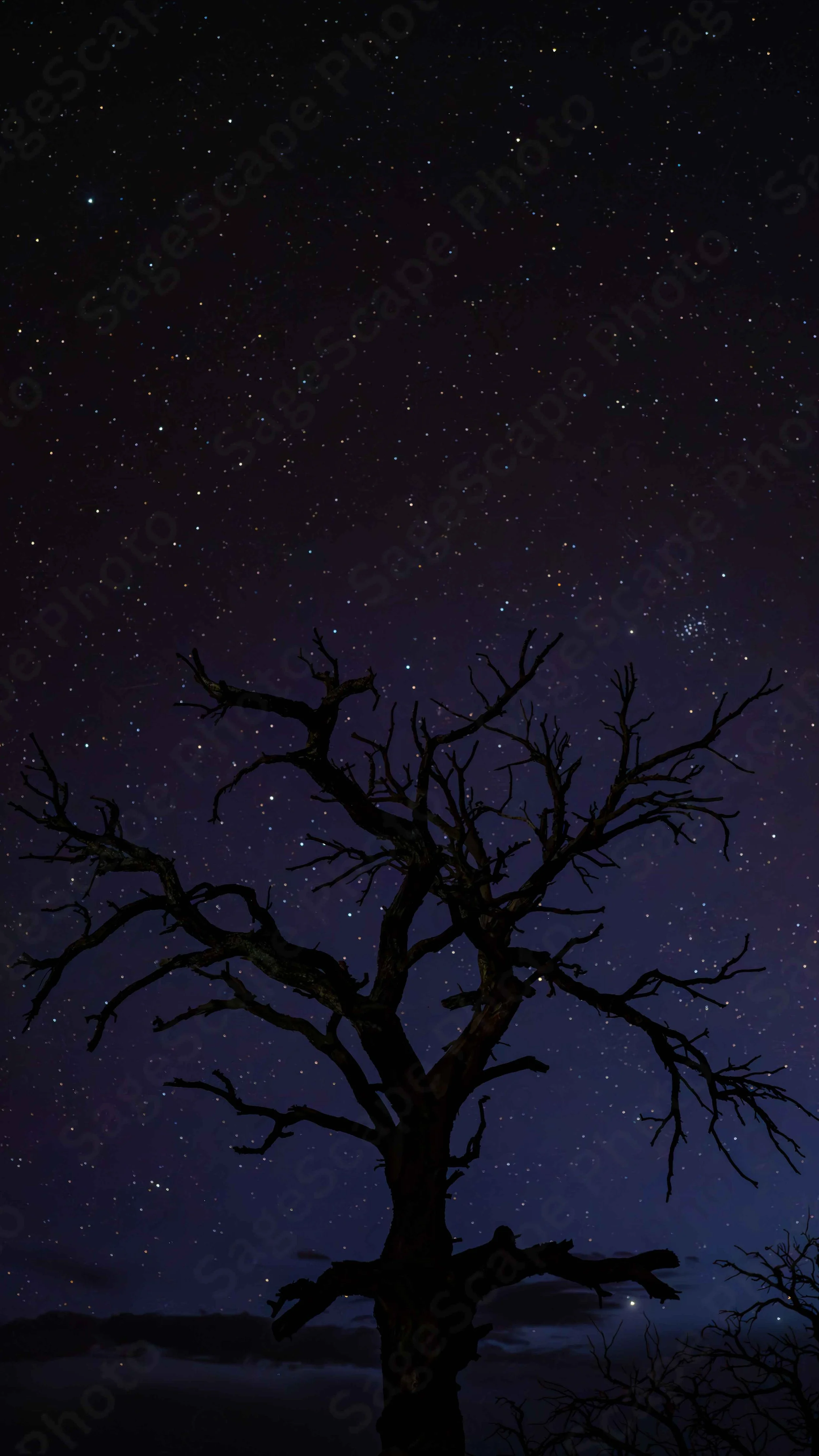 Midnight Tree