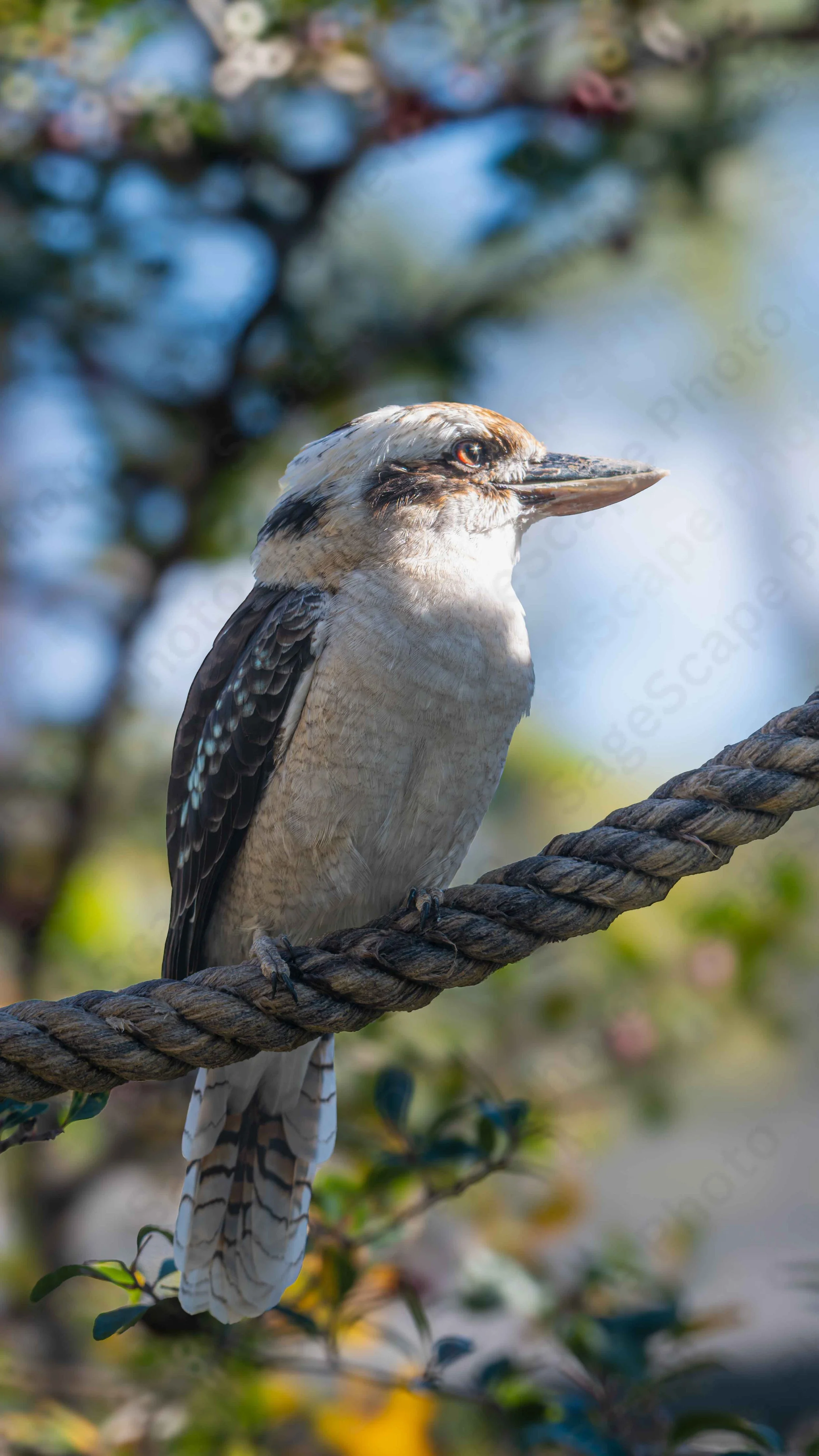 Kookaburra
