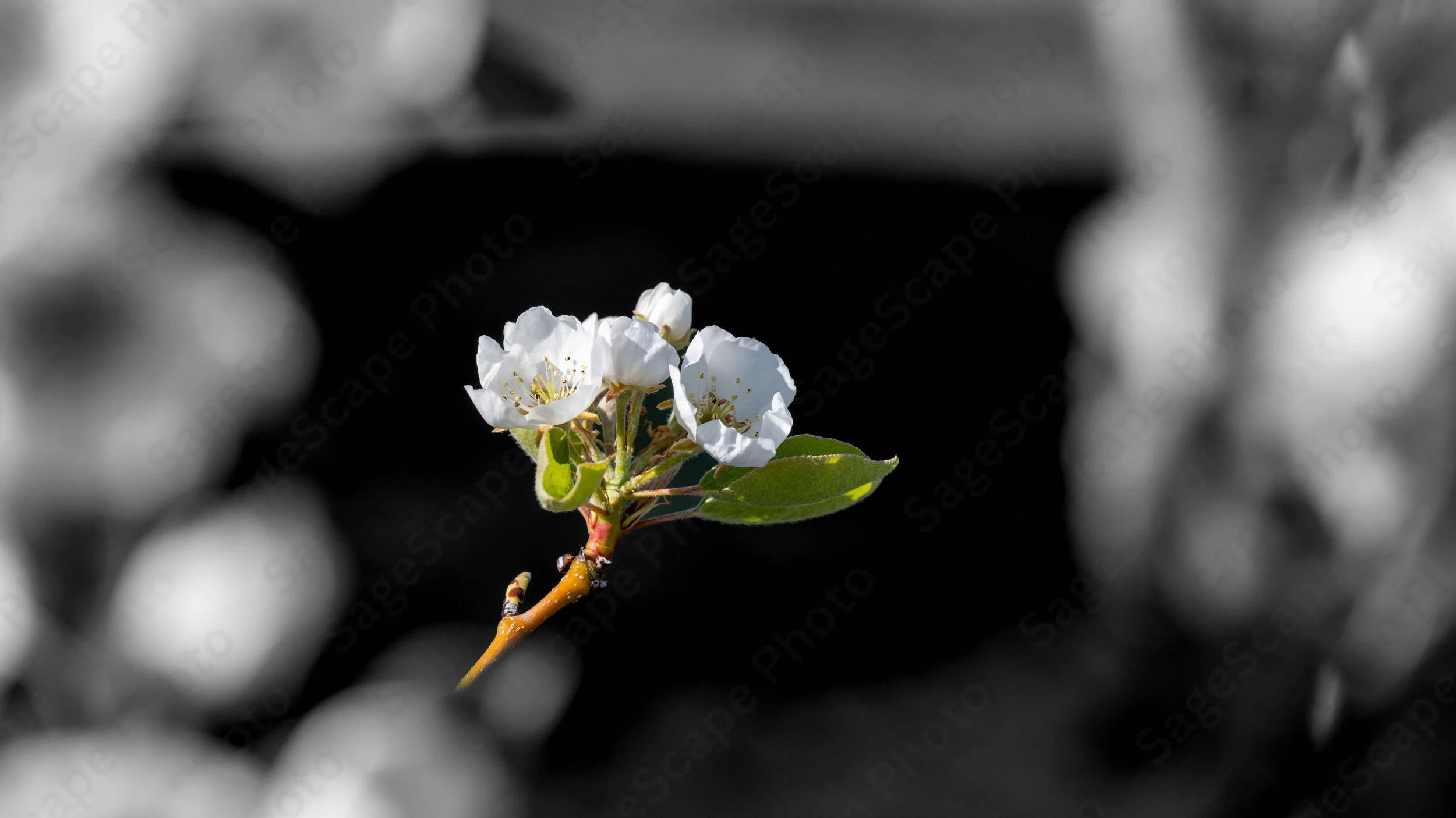 Pear Blossoms