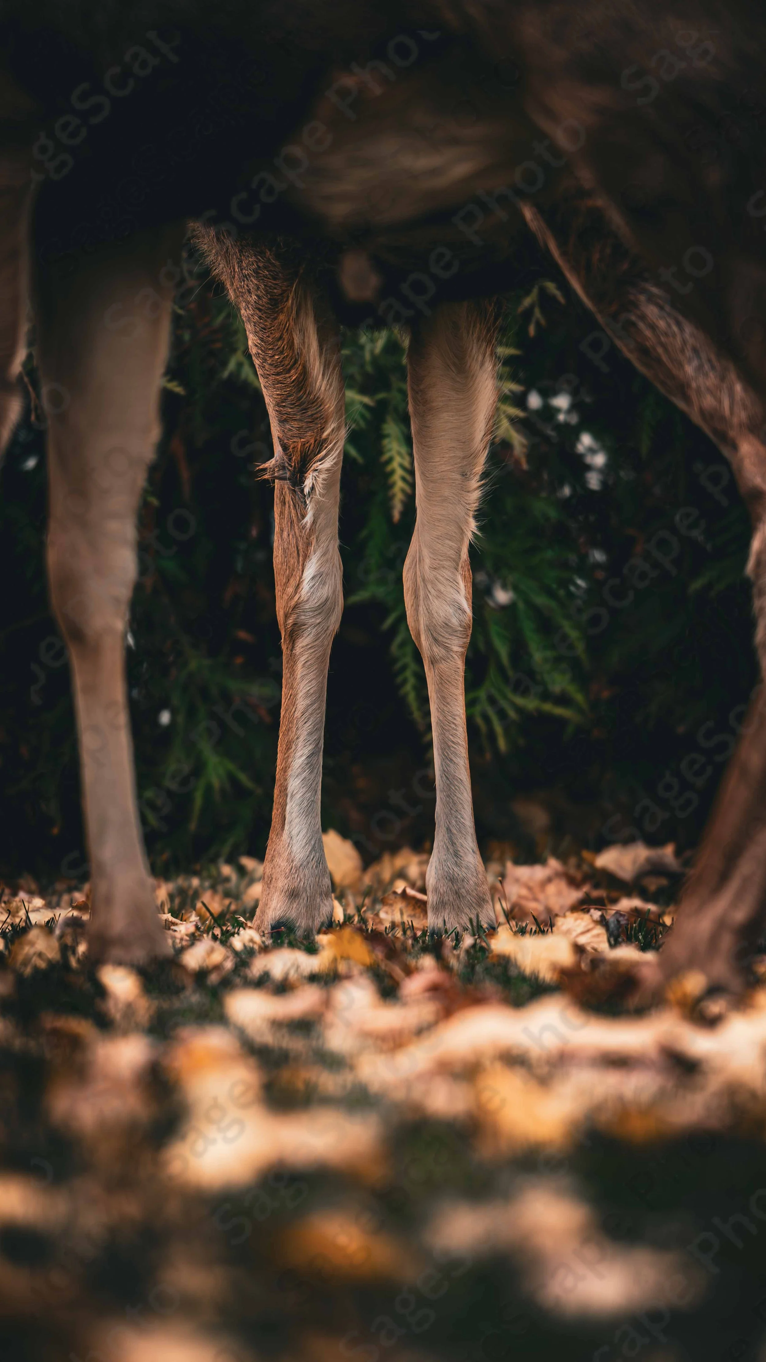 Forest Feet