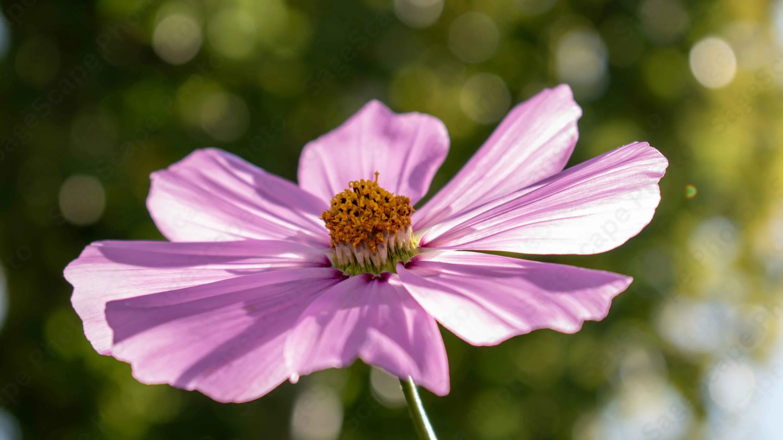 Petals and Pollen