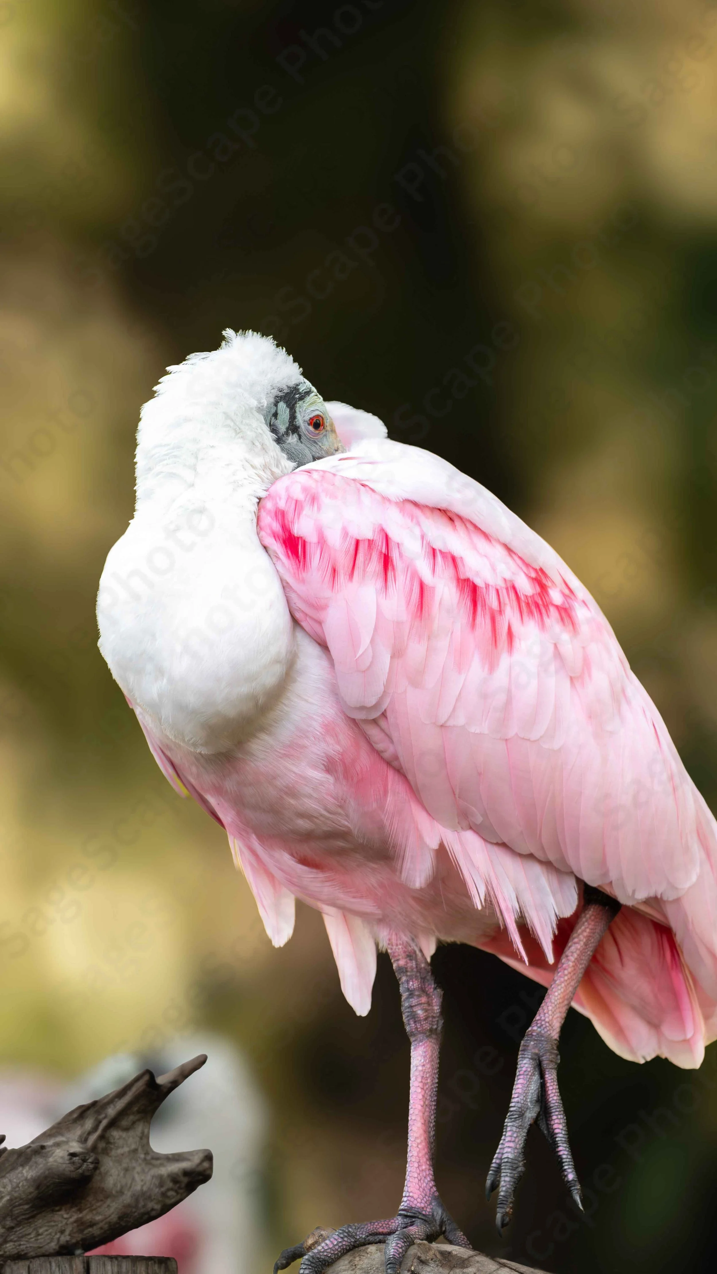 Napping Flamingo