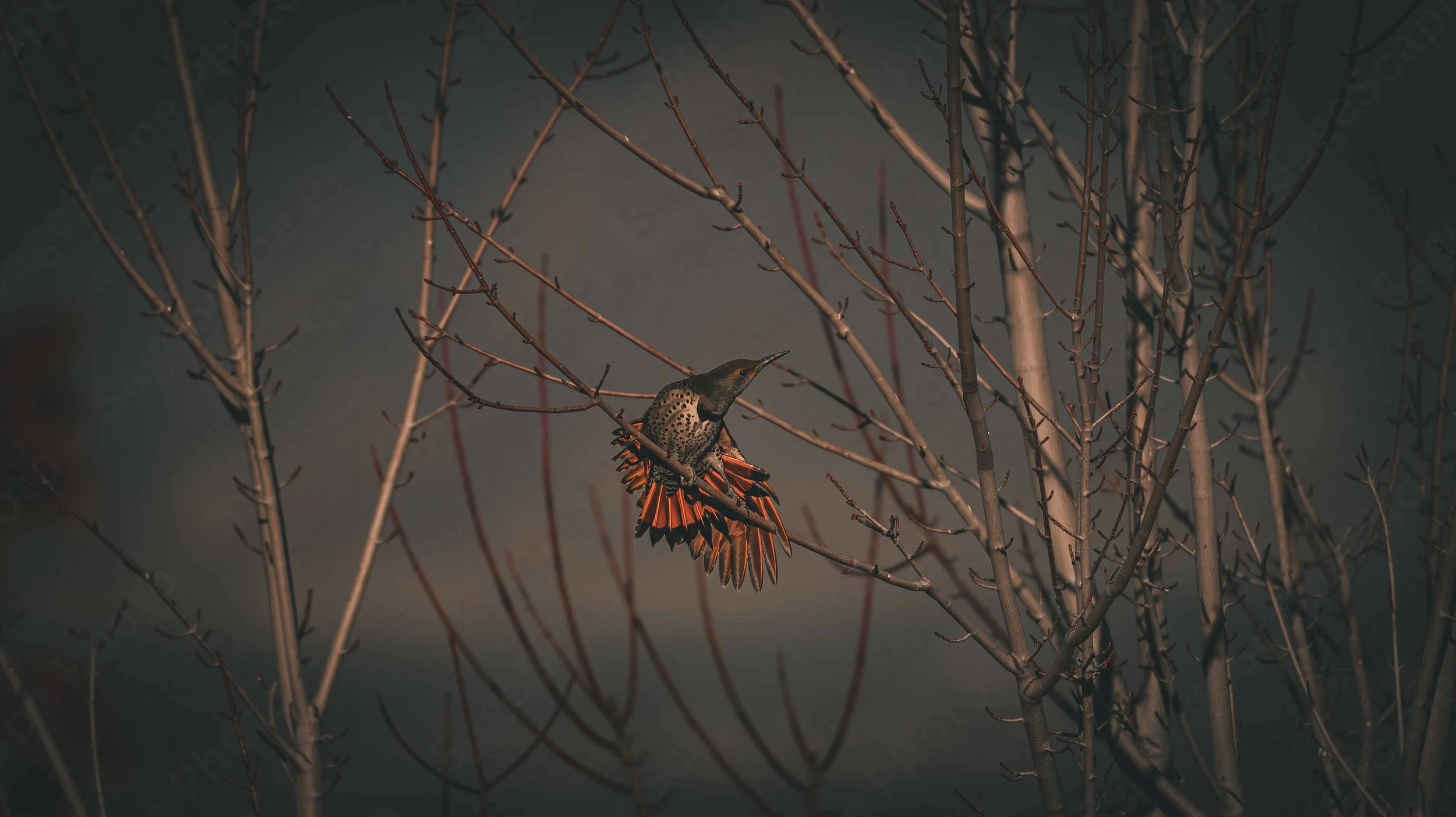 Fiery Wings