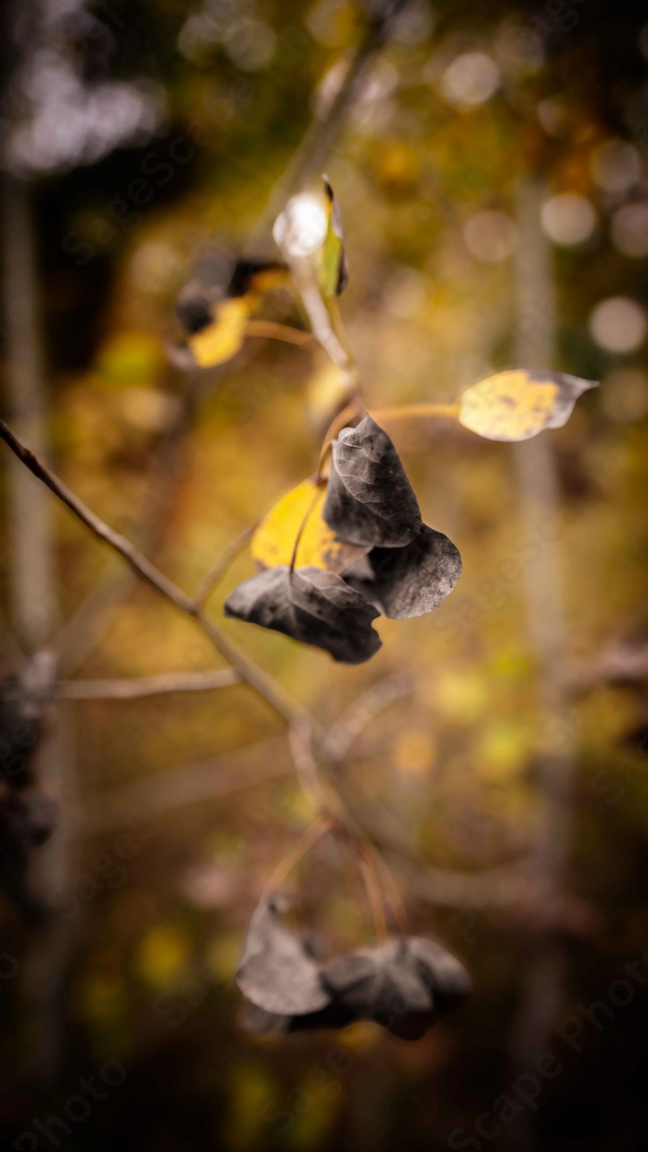 Dying Leaves
