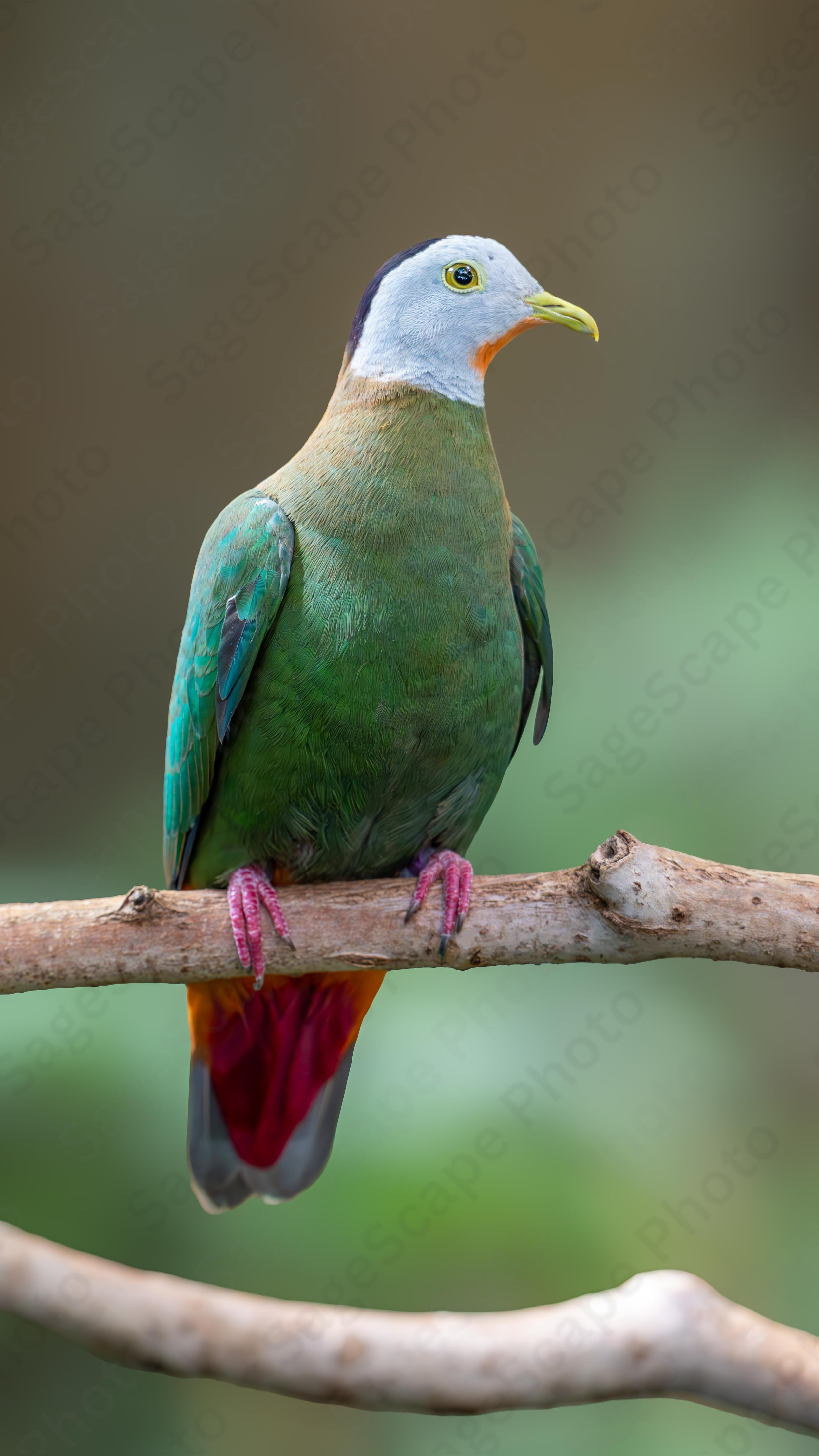 Black-Naped Fruit Dove