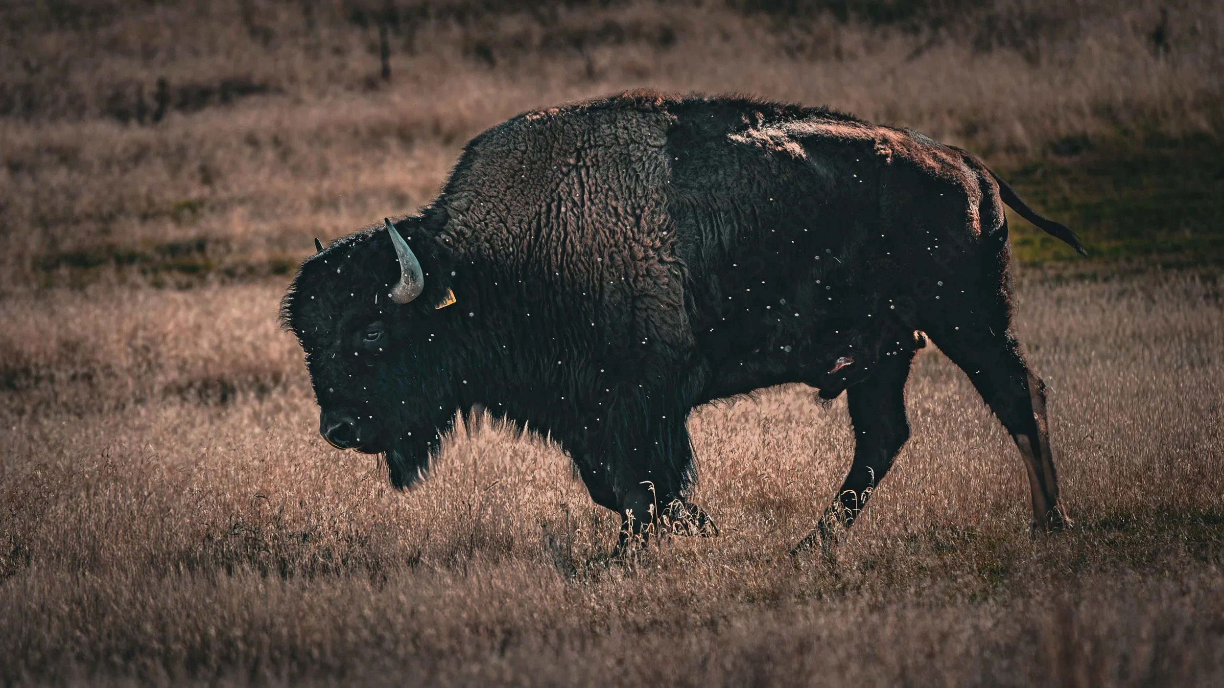 The Grassland Protector