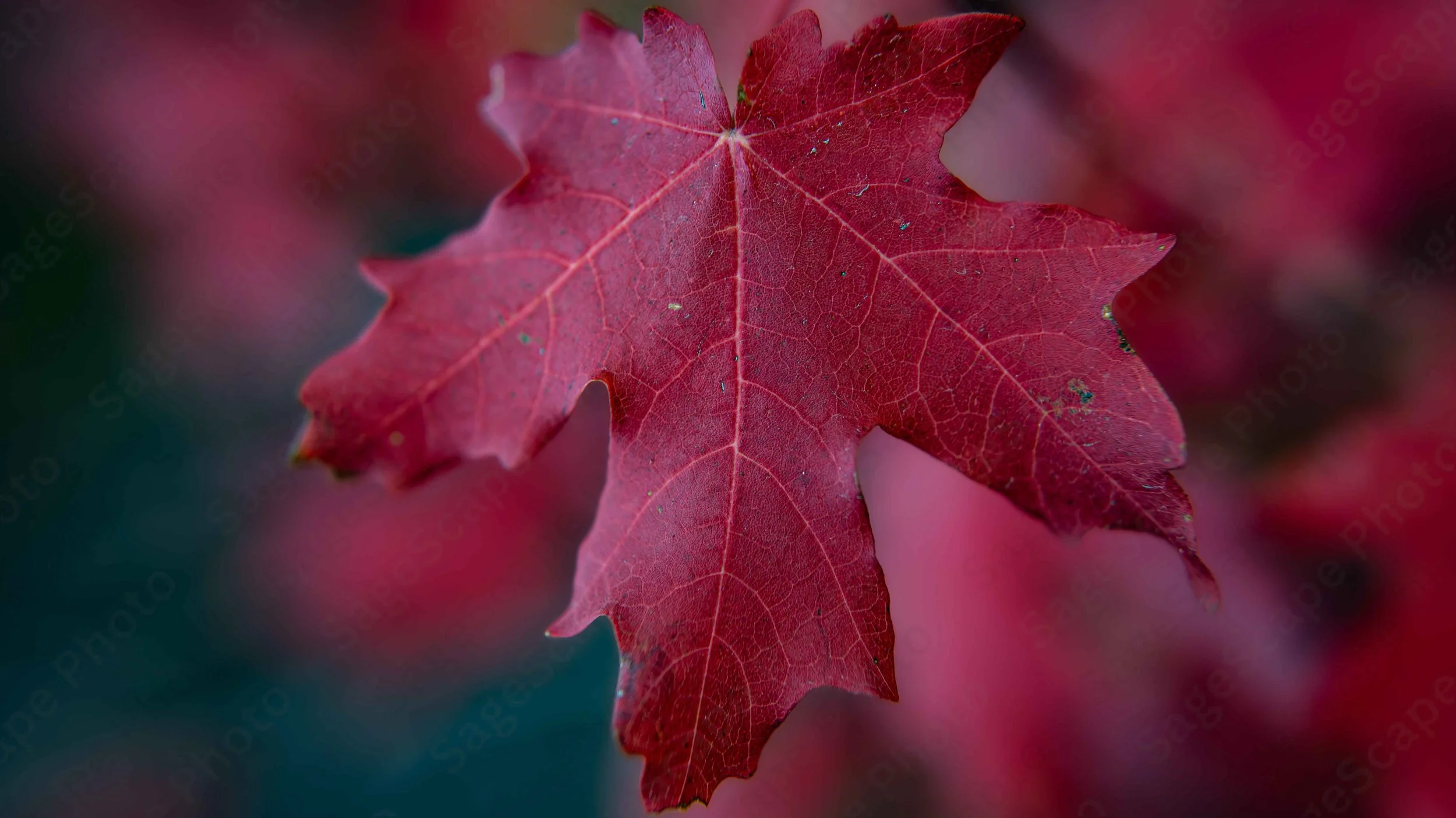 Autumn Glory