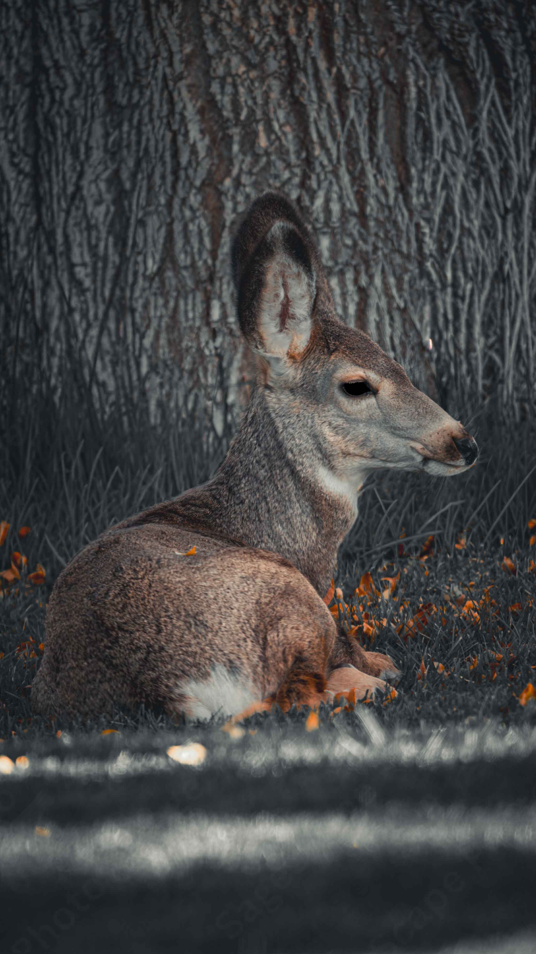 Mule Deer 3