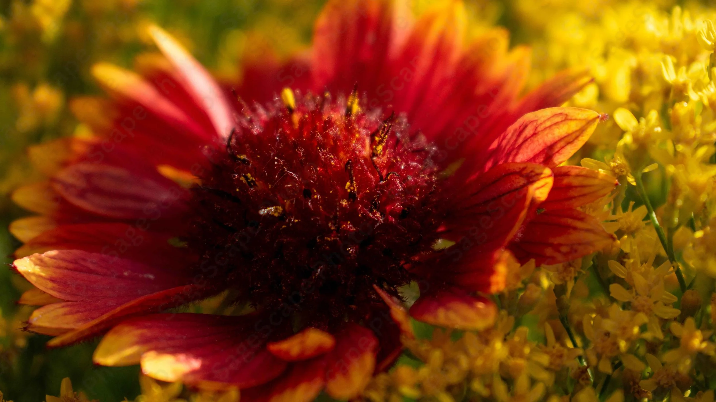 Sun-Warmed Nectar