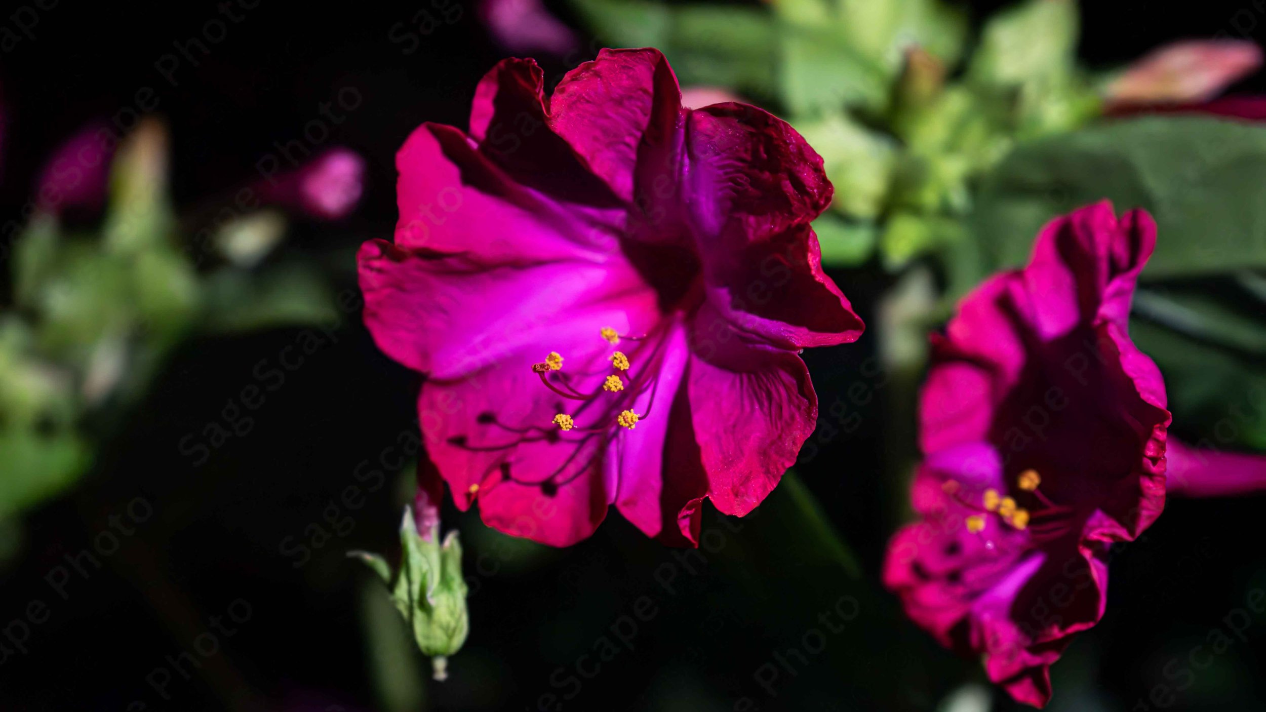 Marvel-of-Peru (Magenta)