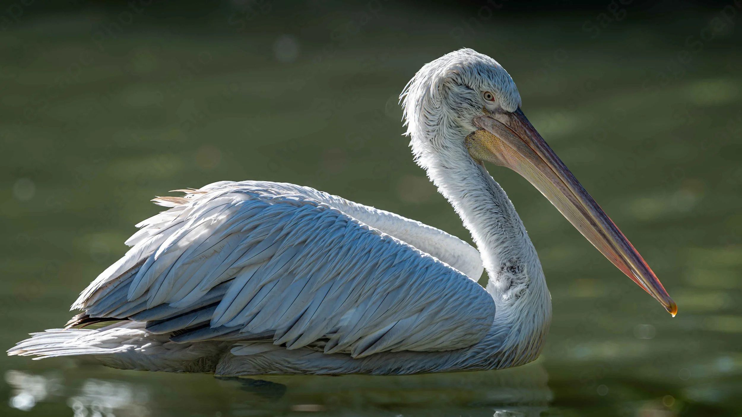 Lonely Pelican