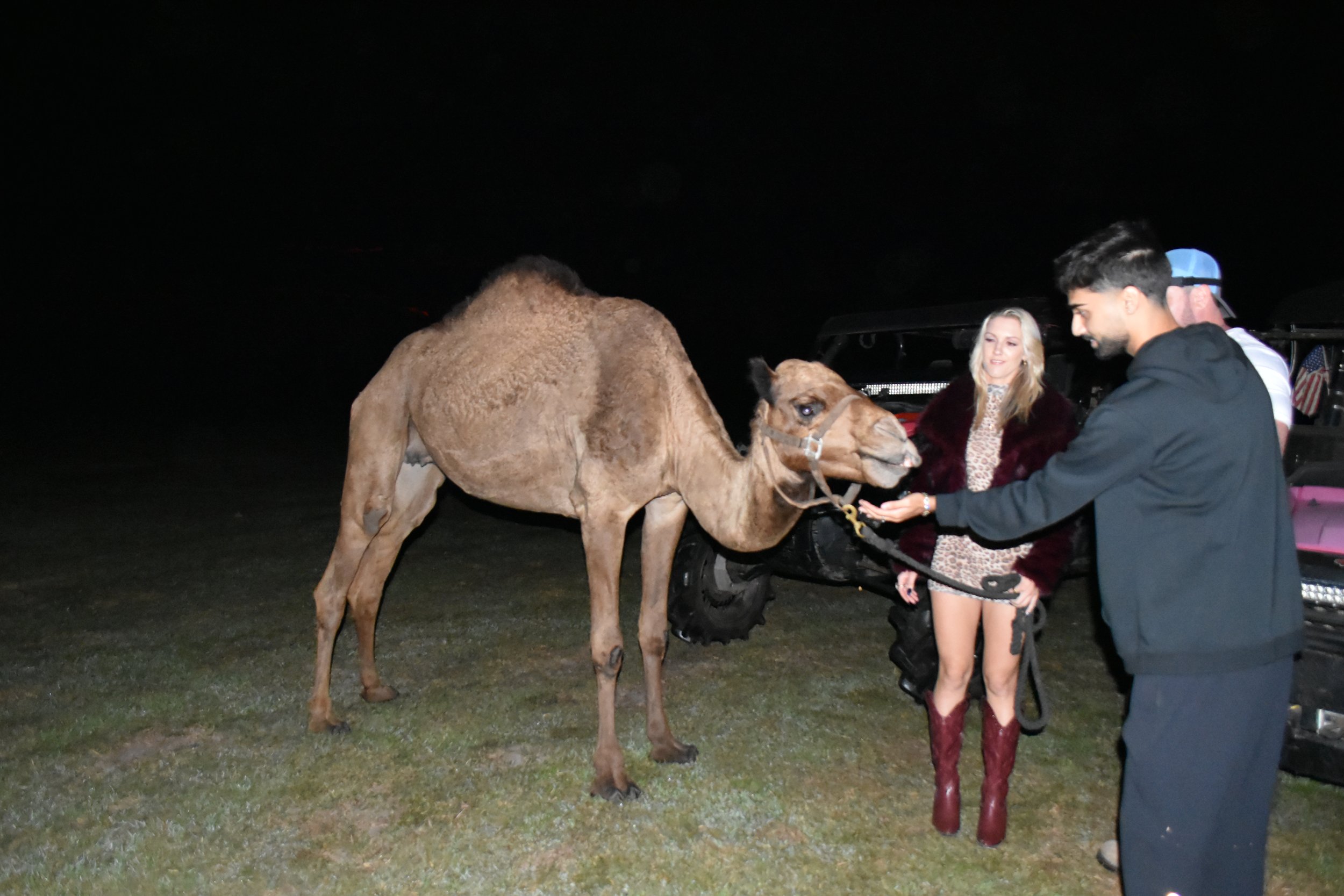 A group of people at night, with a camel and a woman in a leopard print dress and red boots. One man is holding the camel's halter.