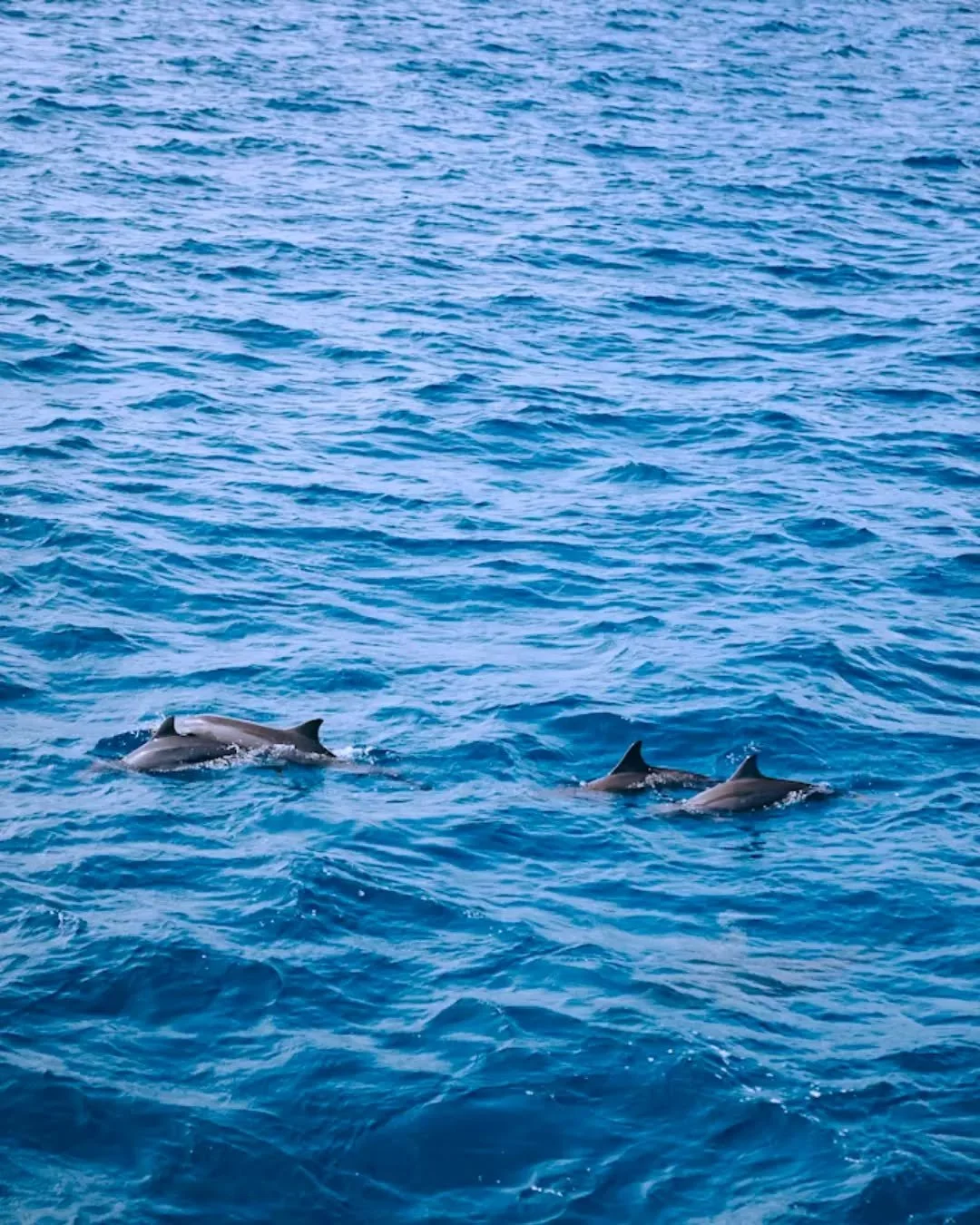 We have the best seat in the house for some local dolphin spotting. These beautiful creatures love the summer waters along the coast, and they&rsquo;ve been putting on quite the show lately.

Grab a coffee or a cold one and see if you can spot them f