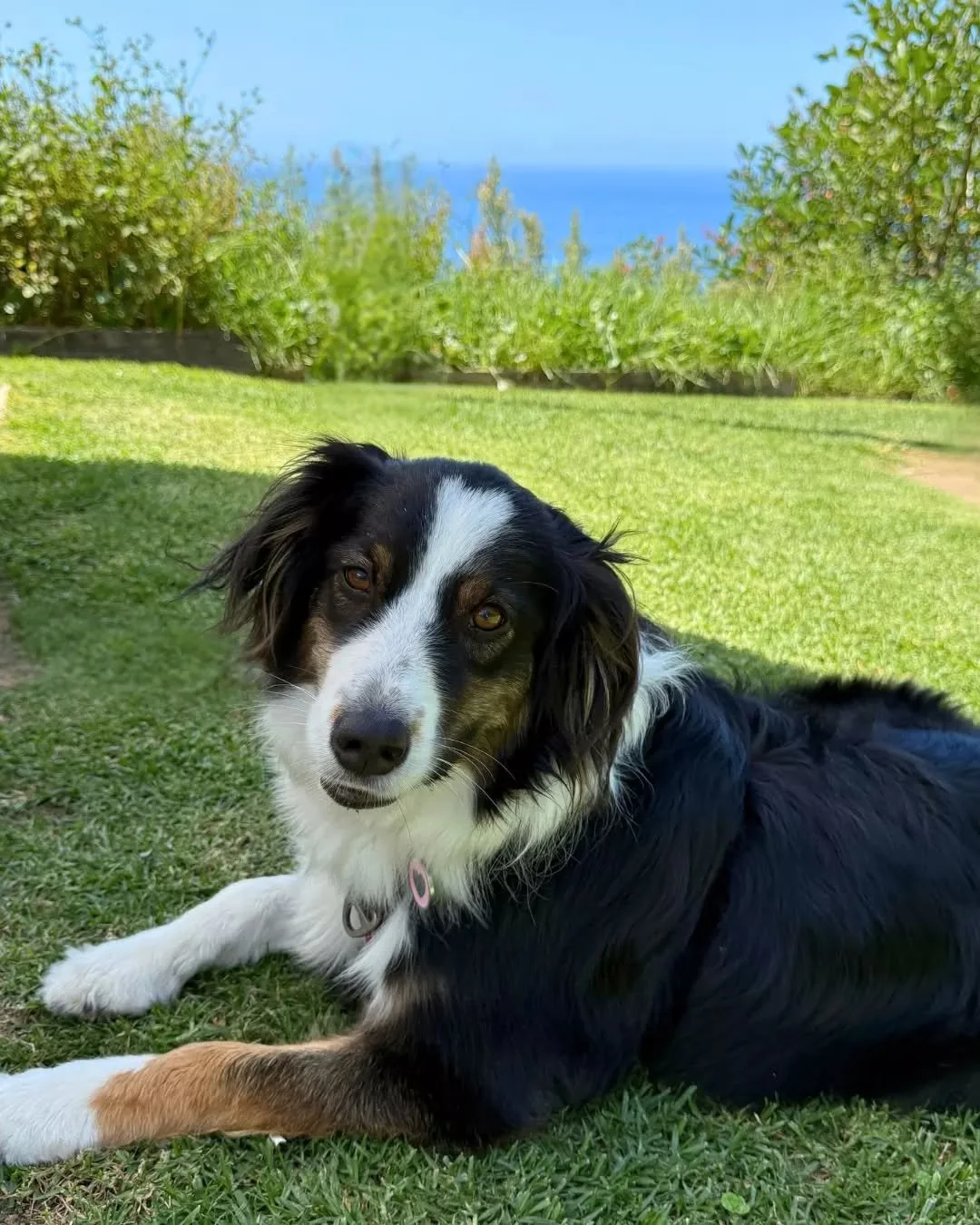 Coastal views, cold drinks and your pup by your side. 

We&rsquo;re dog friendly in the yard, and Bronte made the most of it during her visit with us! Swing by this week, grab a table outside and let your four-legged mate join you 🐾