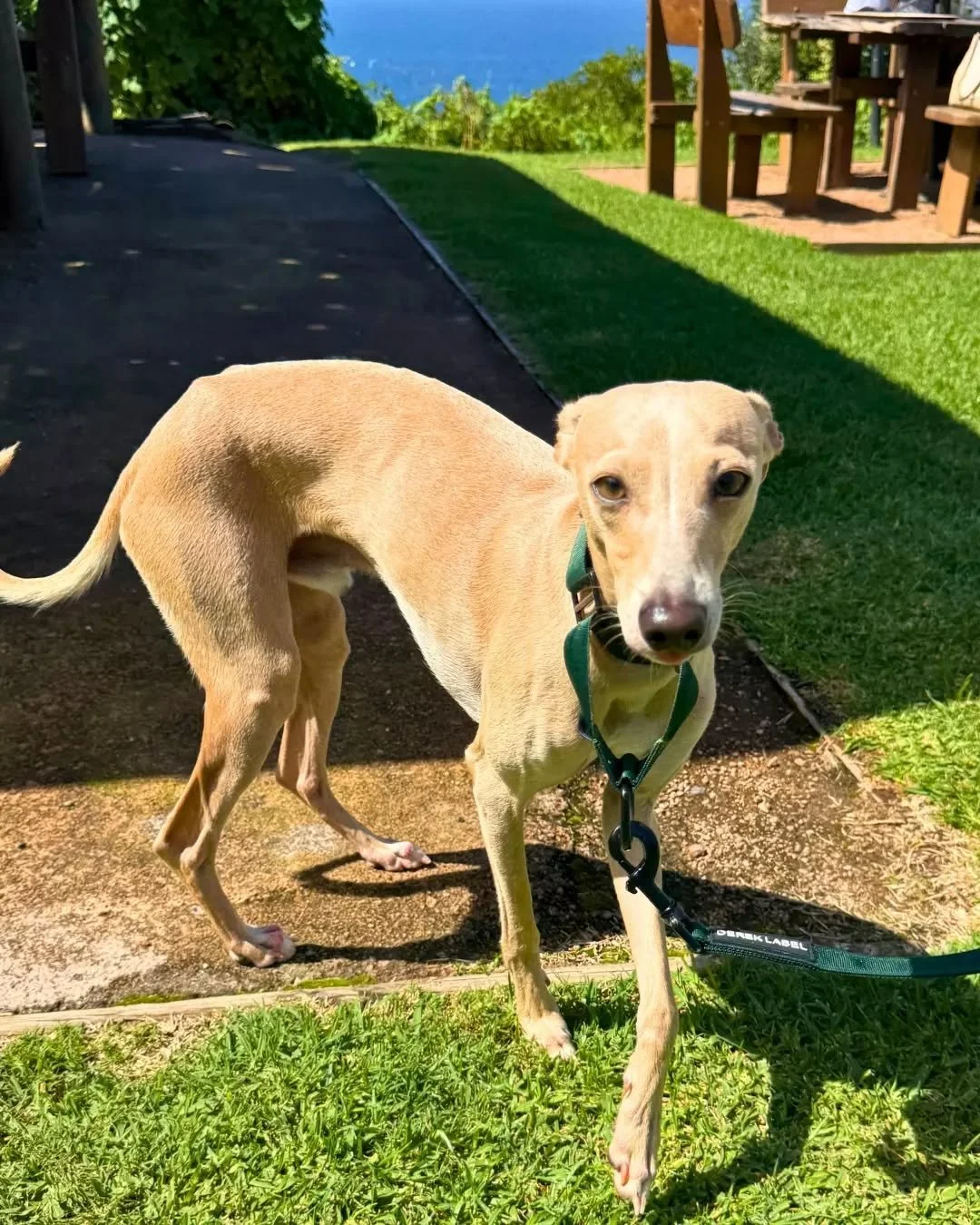 Diego&rsquo;s making a strong case for our Top Dog of the Month 🐶

Got a contender? Post your pup at The Scarborough and tag us and #scarboroughtopdog to enter. You'll be in the running to win a prize pack thanks to @woononapetfoods @kazoopet each m