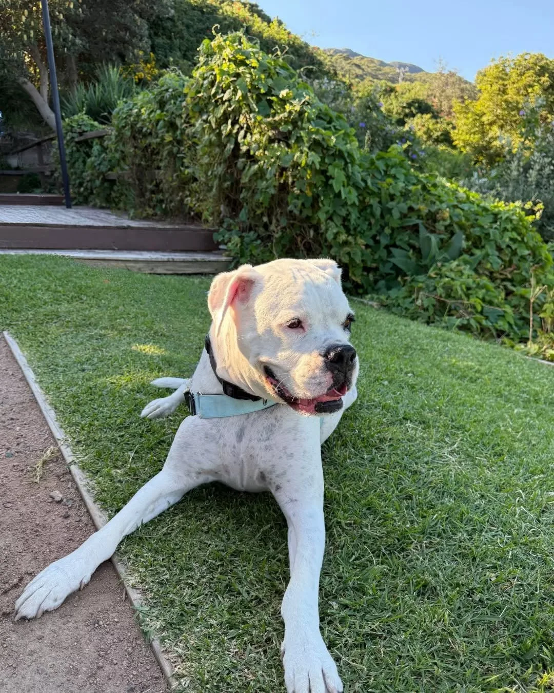 Meet Apollo, soaking up the lawn like a true local 🌿

Is your pup Scarborough&rsquo;s next Top Dog?

Snap a photo of your dog at The Scarborough, post it to Instagram and tag @thescarboroughhotel with #ScarboroughTopDog to go in the running for our 