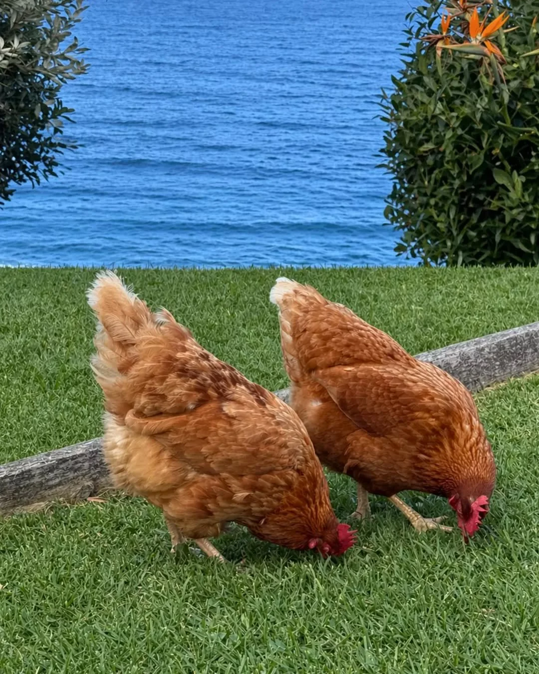 Have you spotted these lovely ladies in our yard? 🐓

They keep sneaking over from next door&hellip; we don&rsquo;t blame them, we reckon they&rsquo;ve picked the best backyard in Australia.
