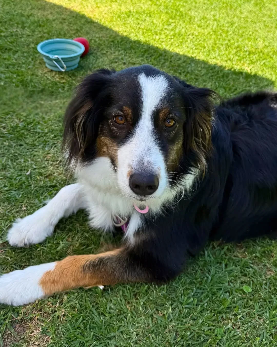 Coastal views, cold drinks and your pup by your side. 

We&rsquo;re dog friendly in the yard, and Bronte made the most of it during her visit!
