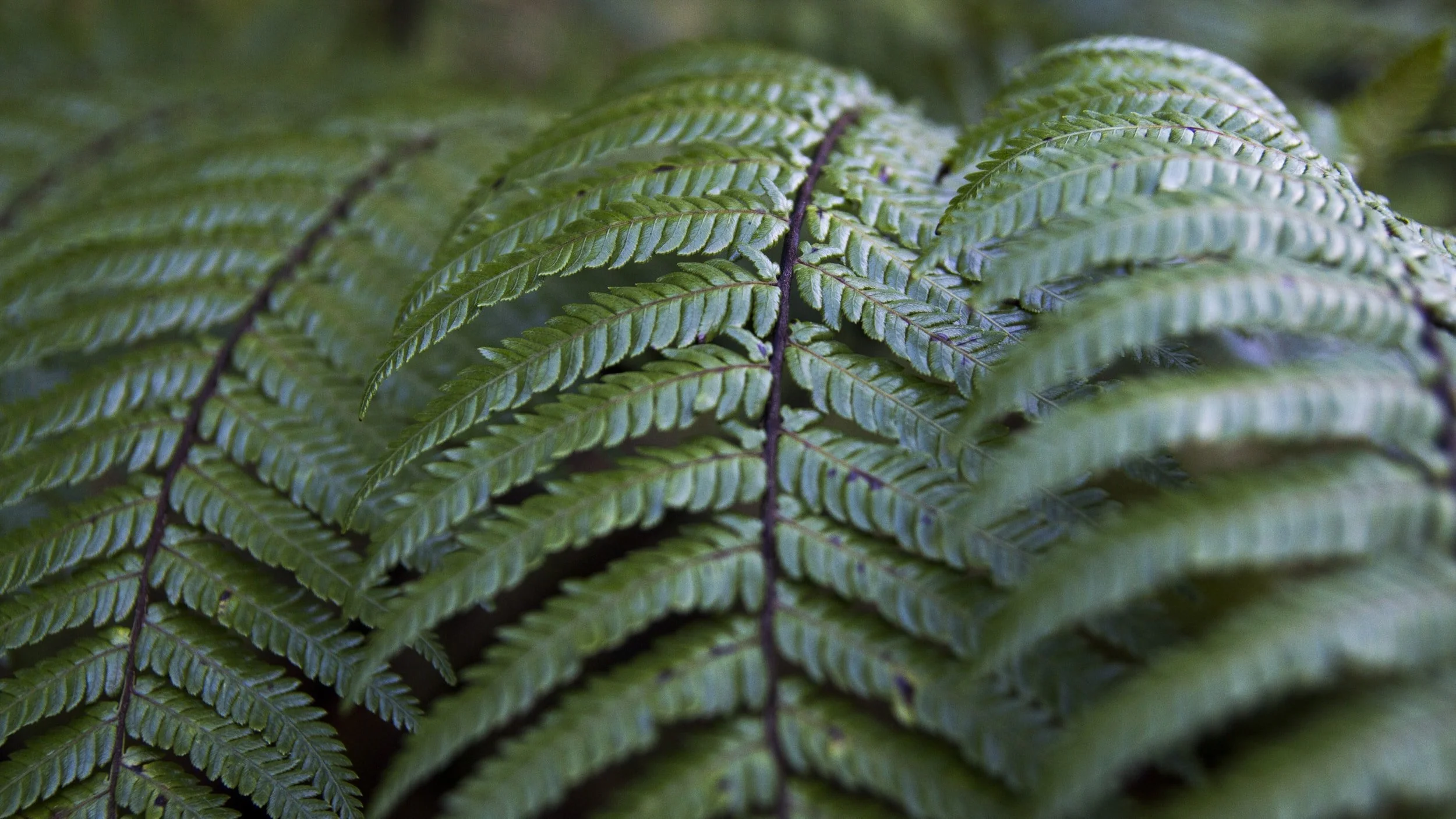Close-up of green fern leaves with detailed veins and serrated edges.