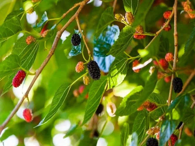 Fresh locally grown berries, picked at the peak of the season and made into jams and preserves.