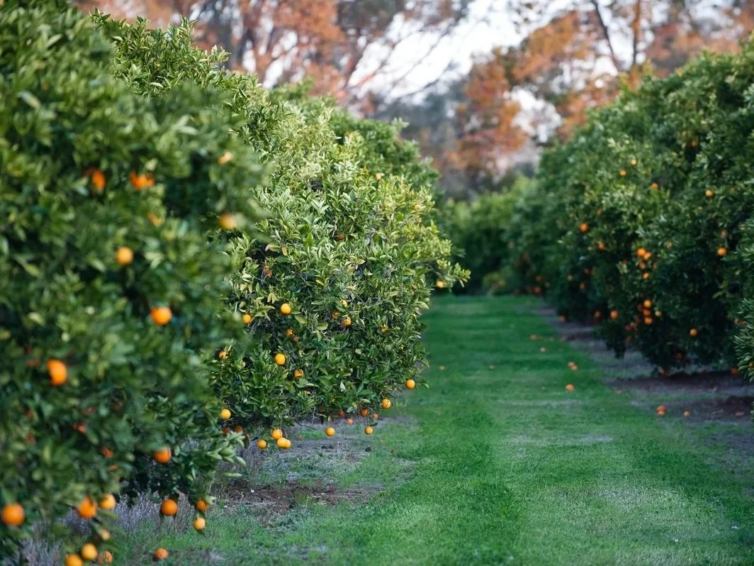 The citrus groves on the family farm in Narrung.