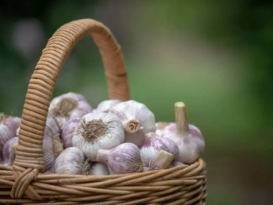 Fresh, locally grown garlic harvested and made into our popular pickled garlic, garlic salts and more.