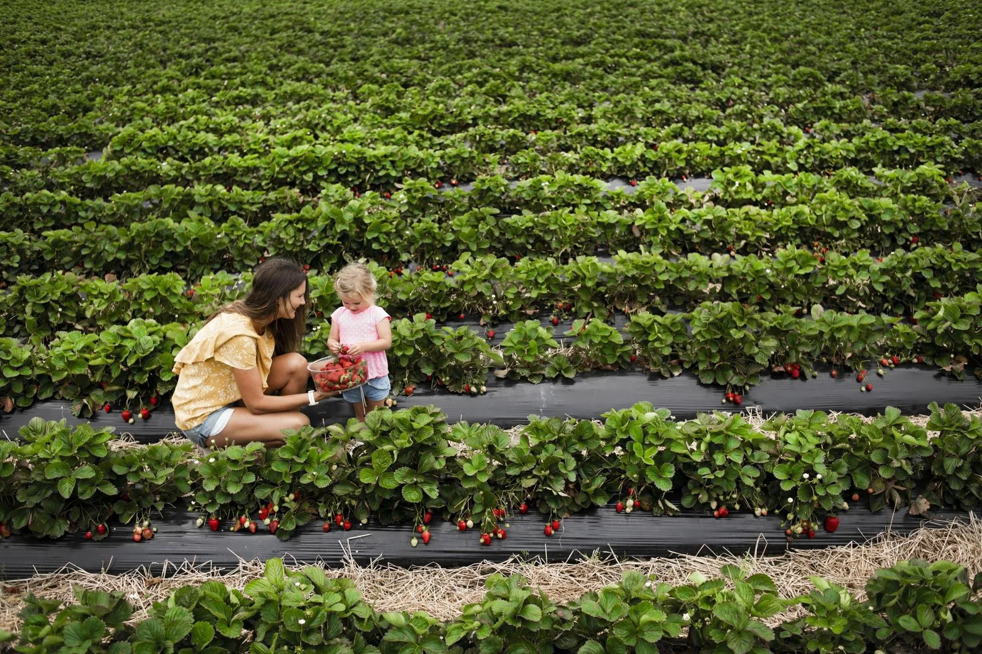 A woman and a young girl picking strawberries in a large strawberry field.