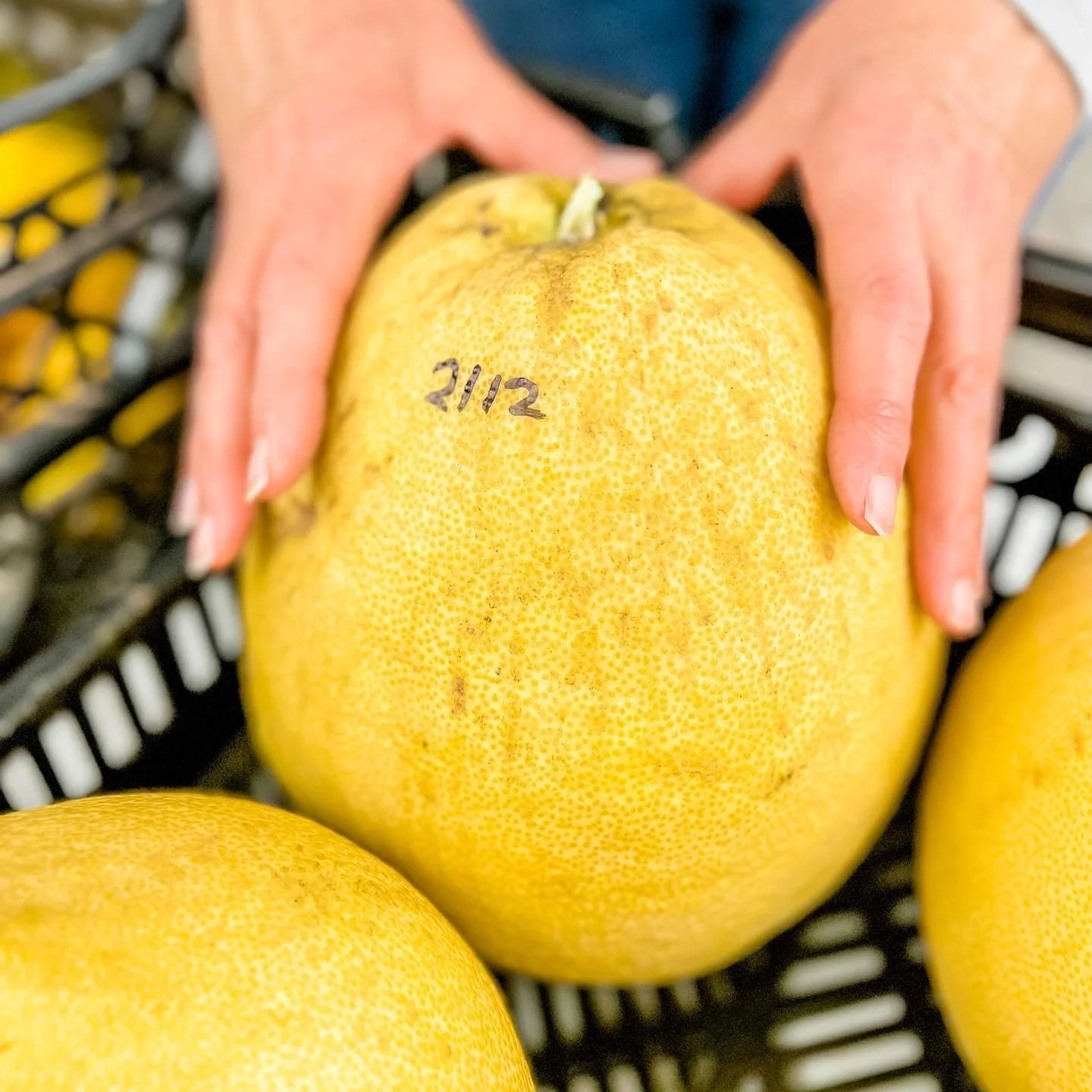 From Paddock to Plate