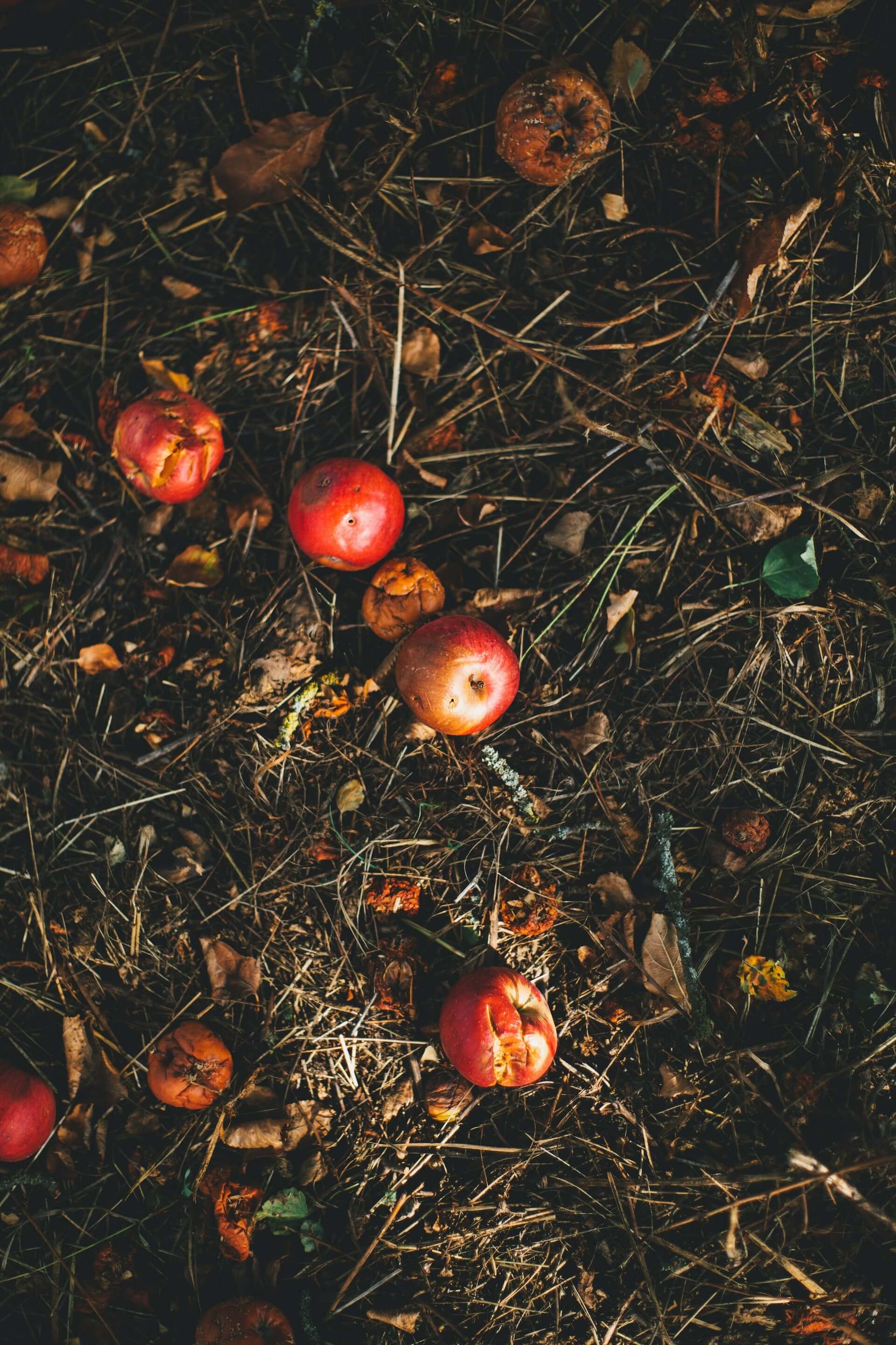 Red apples on the ground among fallen leaves and twigs.