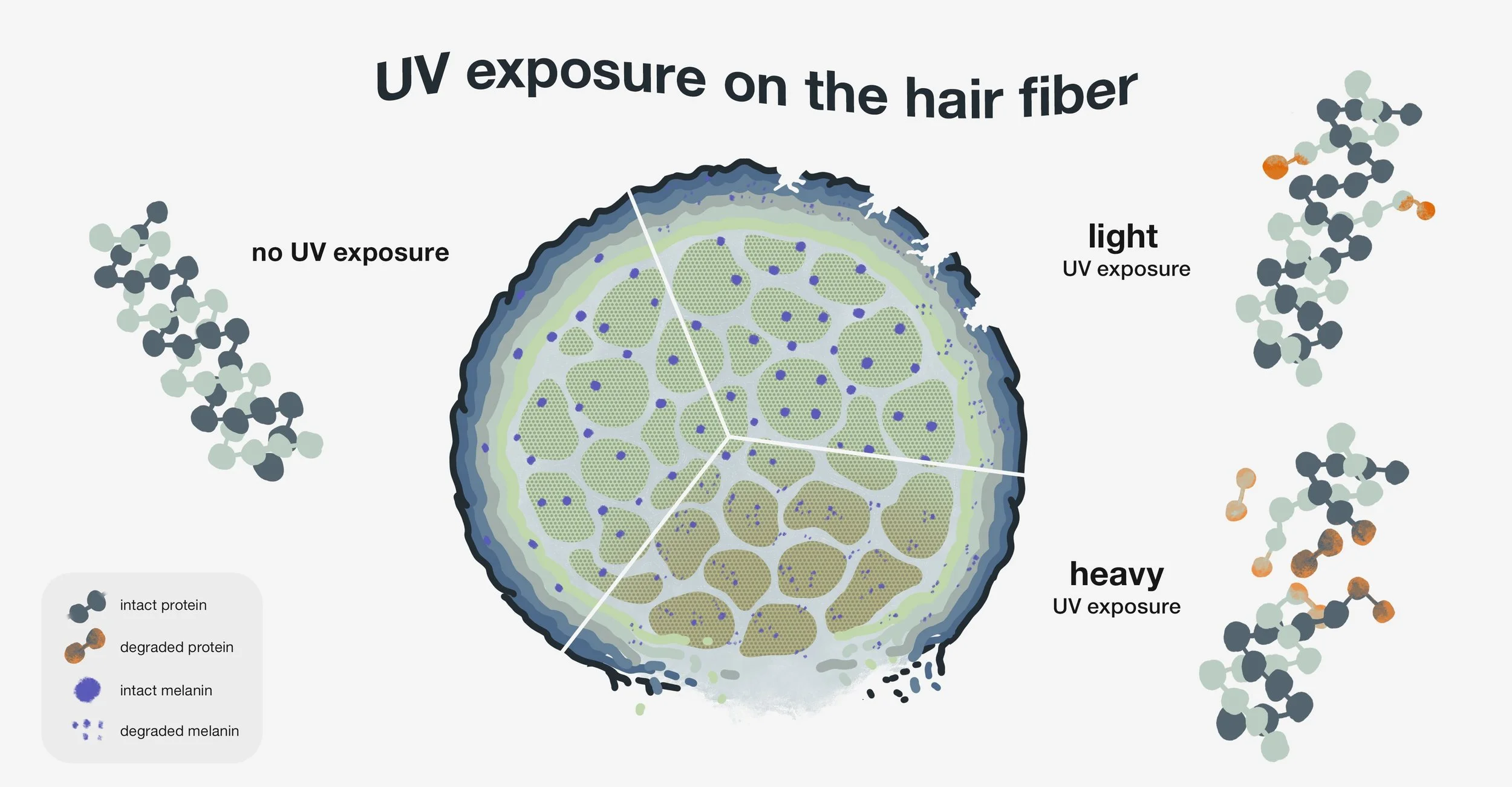 UV Exposure on the hair fibre