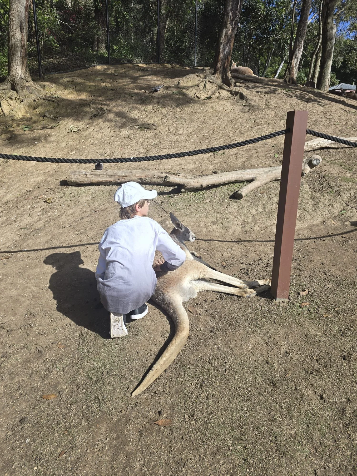A boy in a white shirt and hat sitting on the ground hugging a kangaroo in an outdoor park area with trees and a fence in the background.