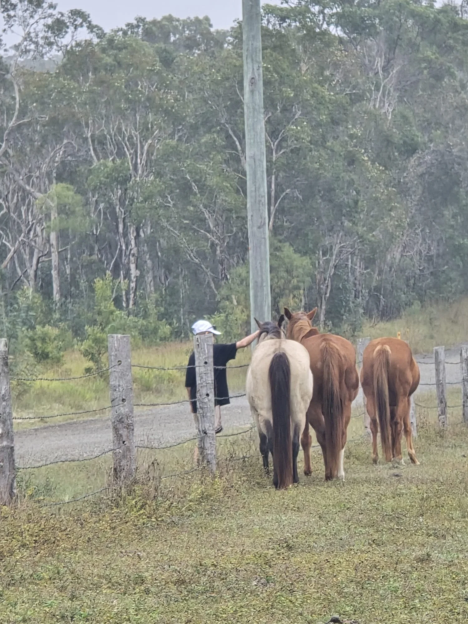 A person with a white hat petting a horse from behind a wooden fence, with several other horses standing nearby. In the background, there is a wooded area with tall trees and a wooden utility pole.