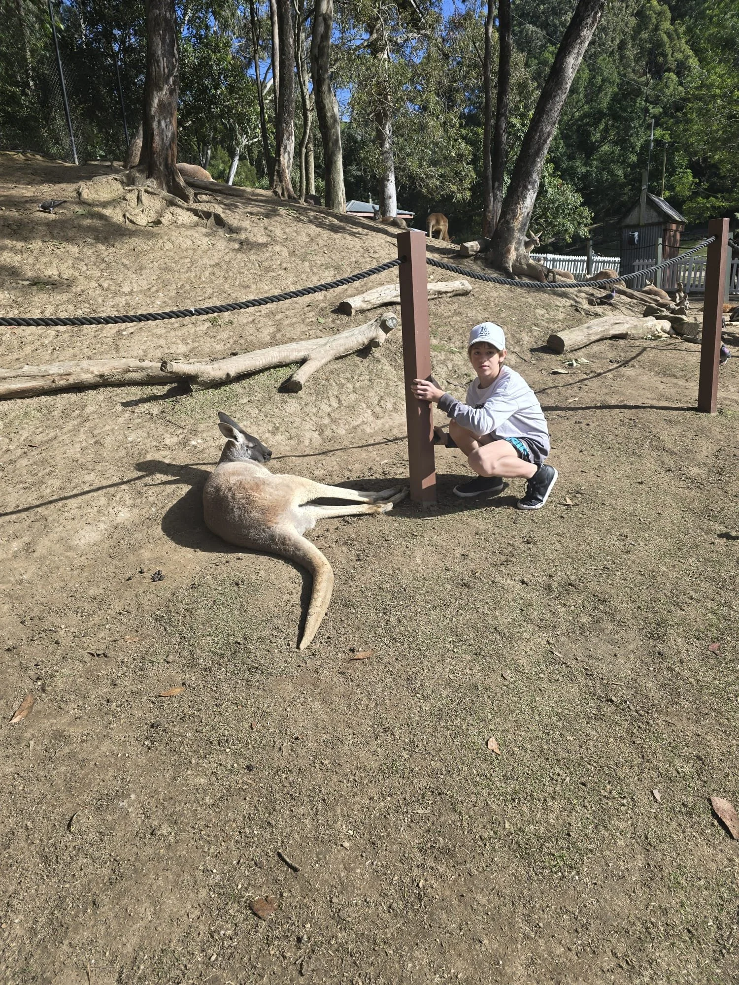 A young boy crouching next to a kangaroo lying on the ground at a zoo or wildlife park. The background features trees, a dirt hill, a fence, and animals resting on the ground.