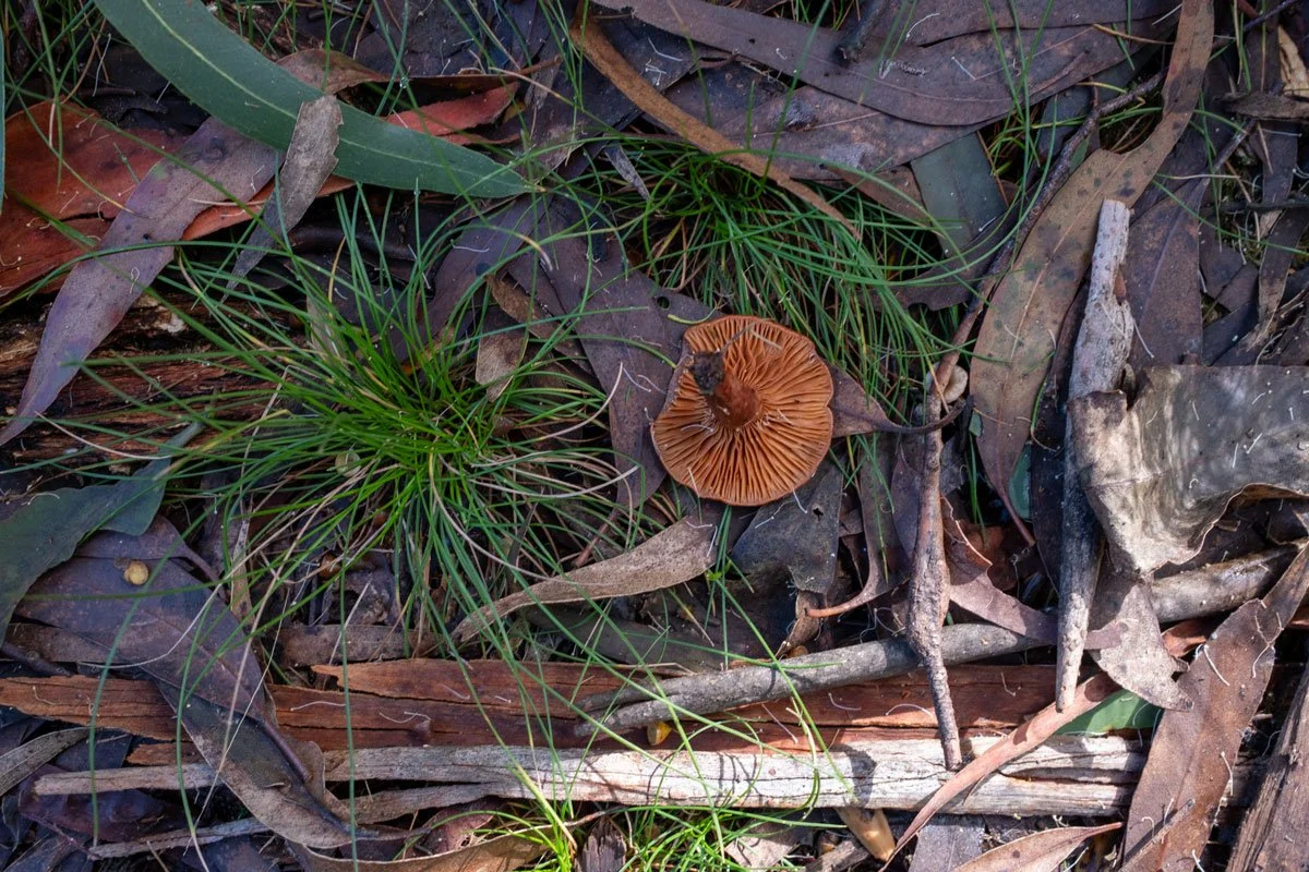 web-Mushroom-lake-sani.jpg