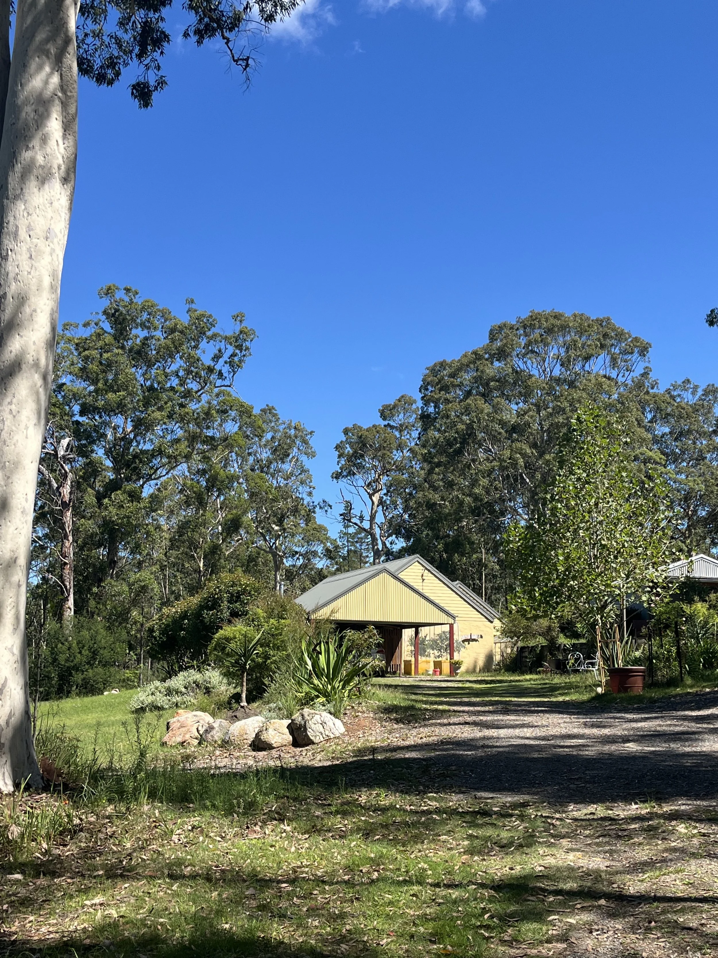 A backyard scene with a gravel pathway, green grass, various plants, and trees. There is a yellow house with a gray roof in the background, partially shadowed by large trees. The sky is bright blue with a few small clouds.